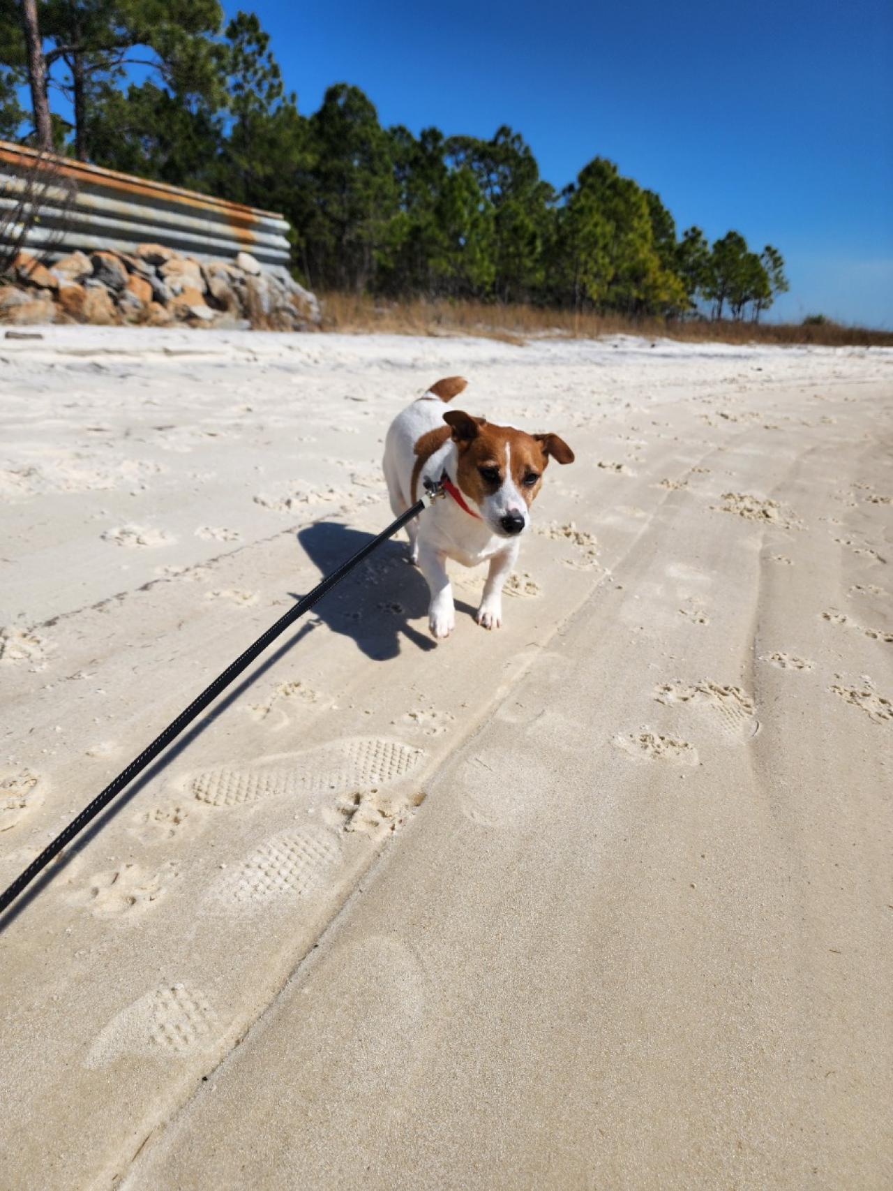 Navarre Beach Pet Retreat Paw Partner