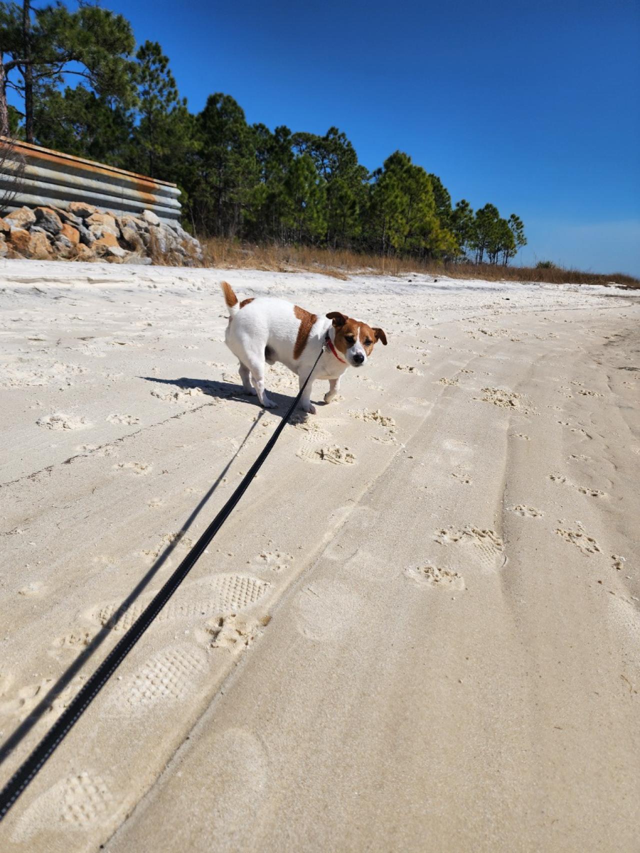 Navarre Beach Pet Retreat Paw Partner