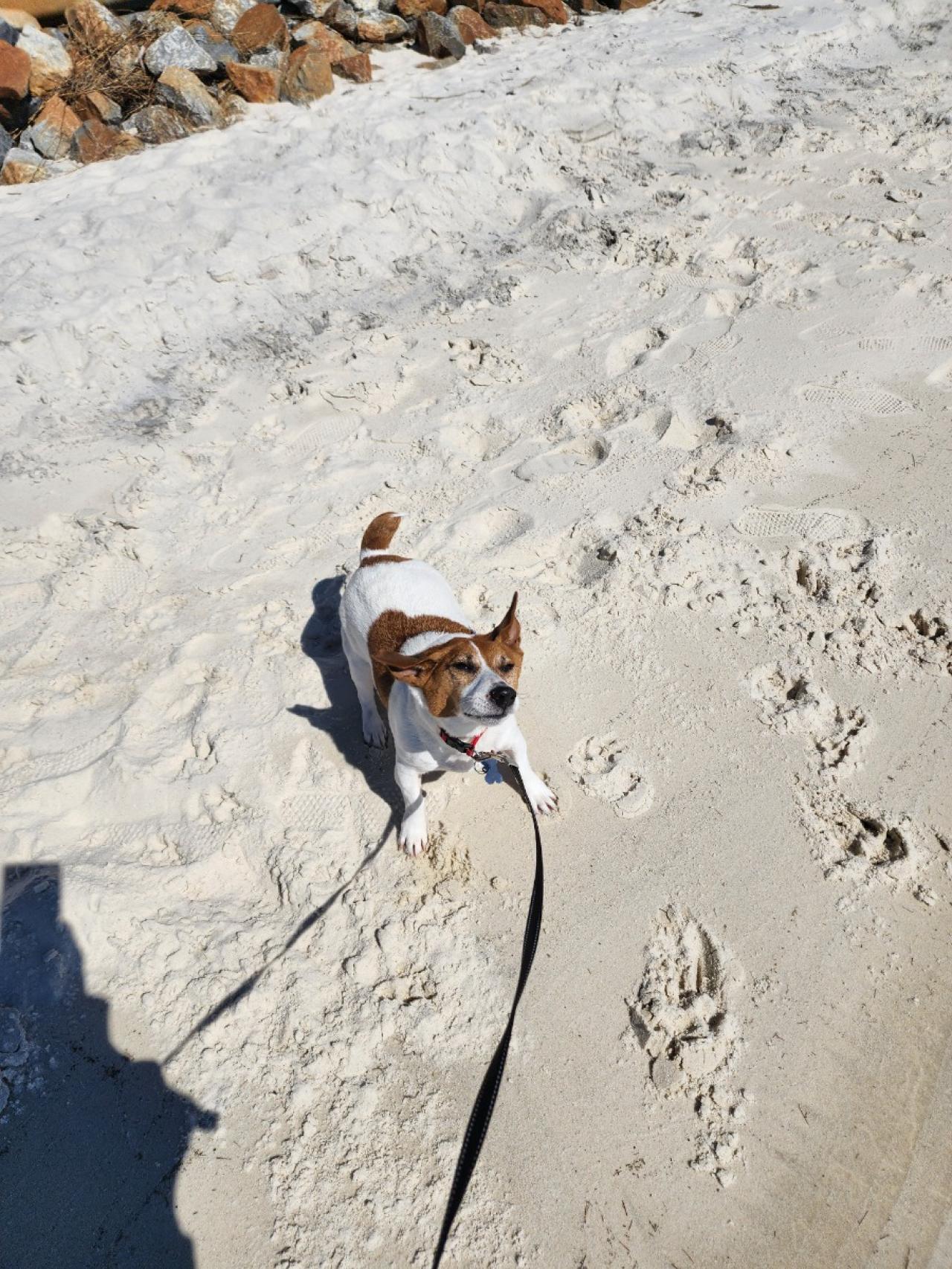 Navarre Beach Pet Retreat Paw Partner