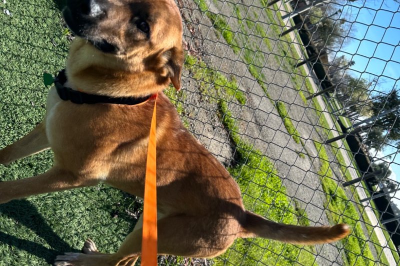 Four Paws Pet Hotel Paw Partner