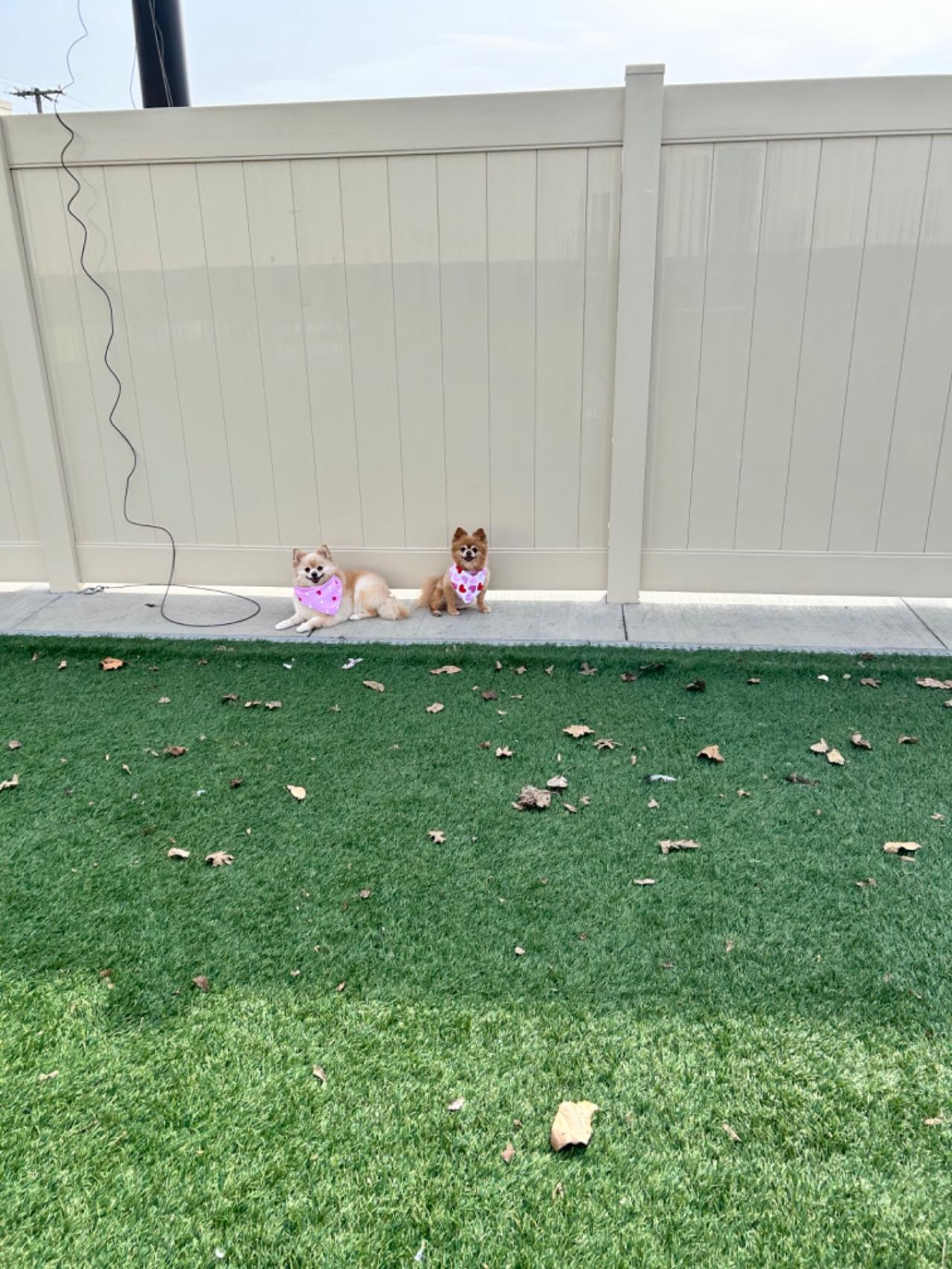 The Barking Lot Paw Partner