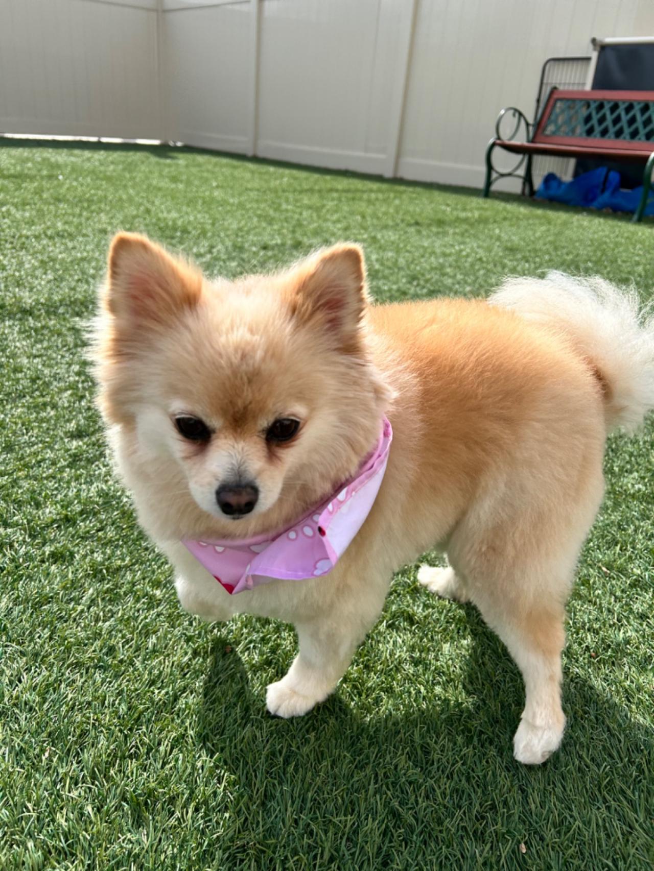 The Barking Lot Paw Partner