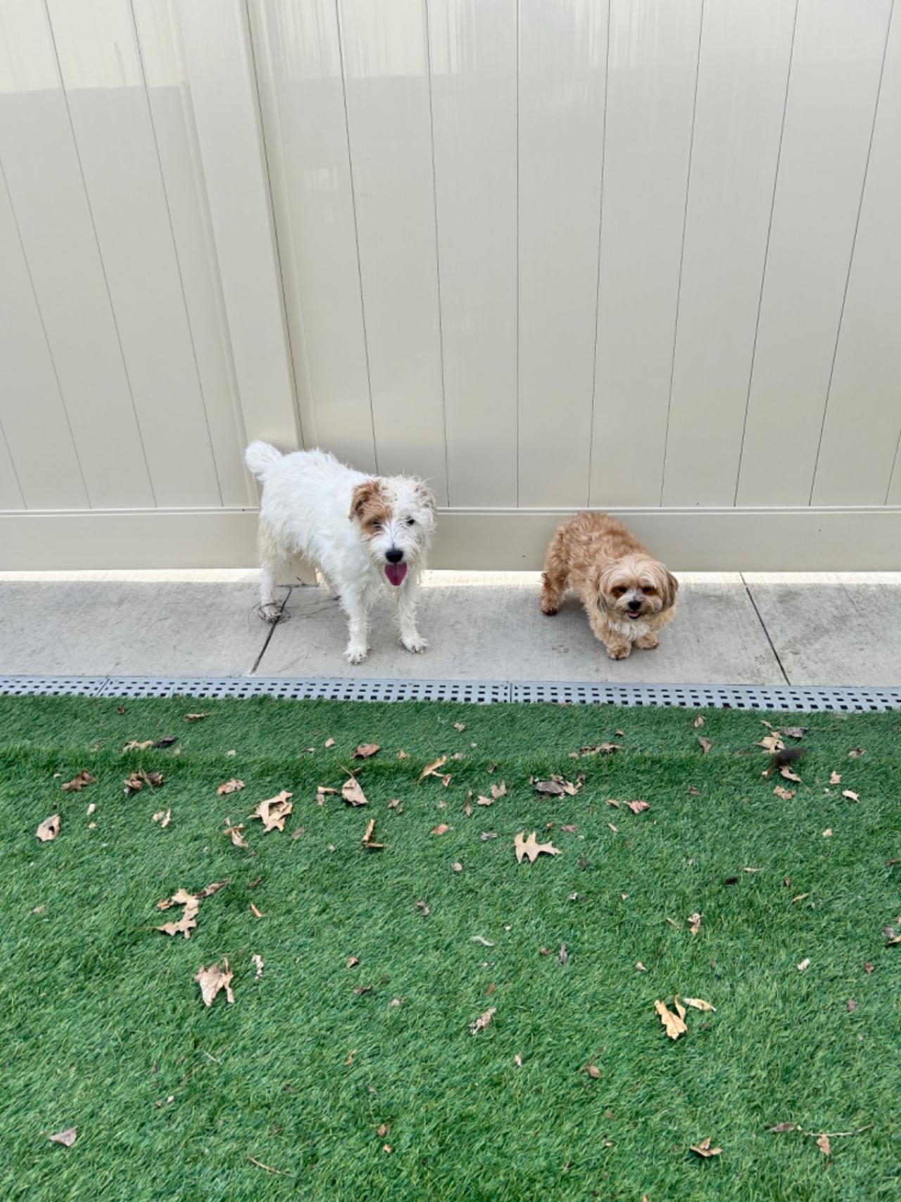 The Barking Lot Paw Partner