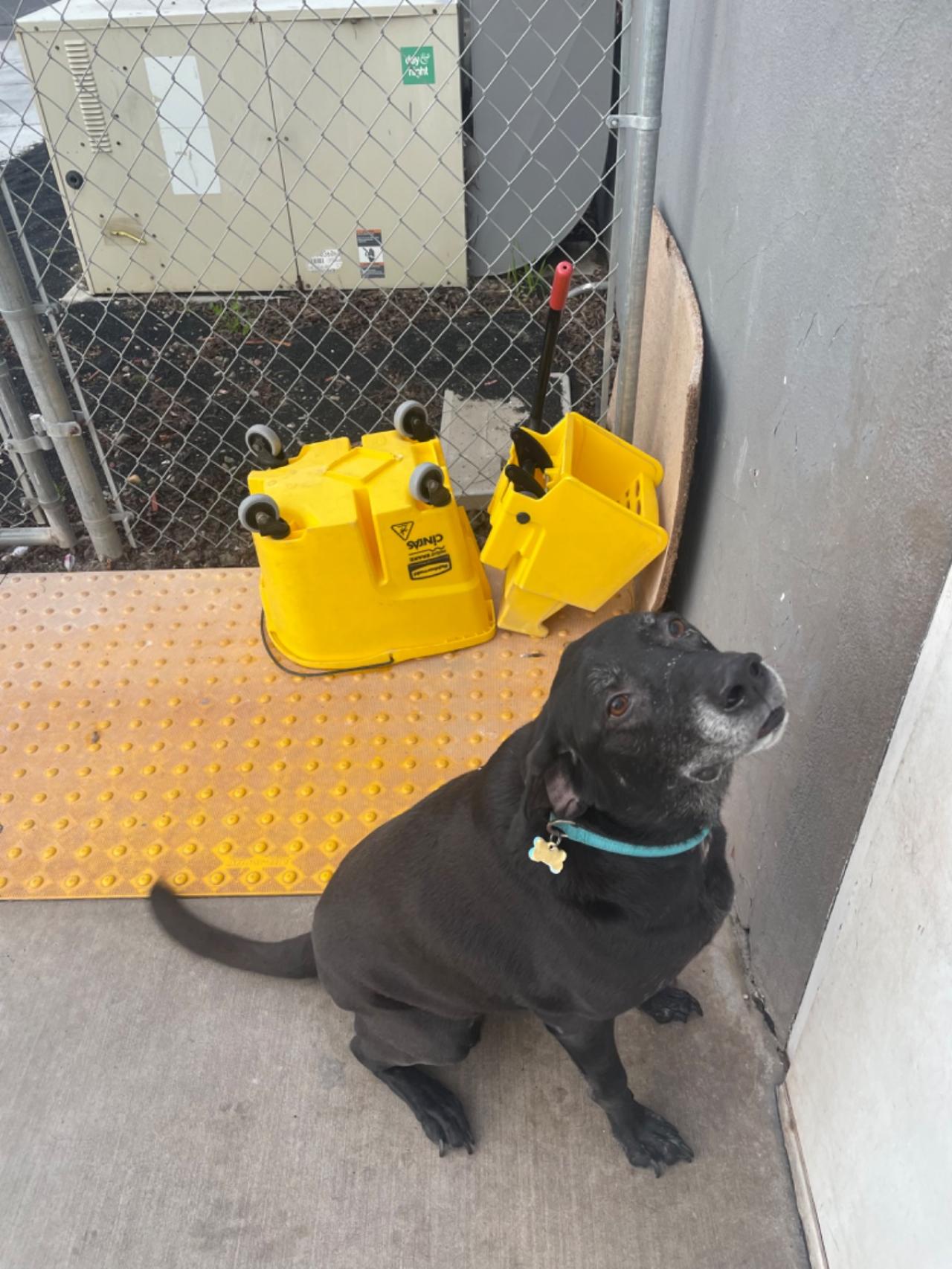 Four Paws Pet Hotel Paw Partner