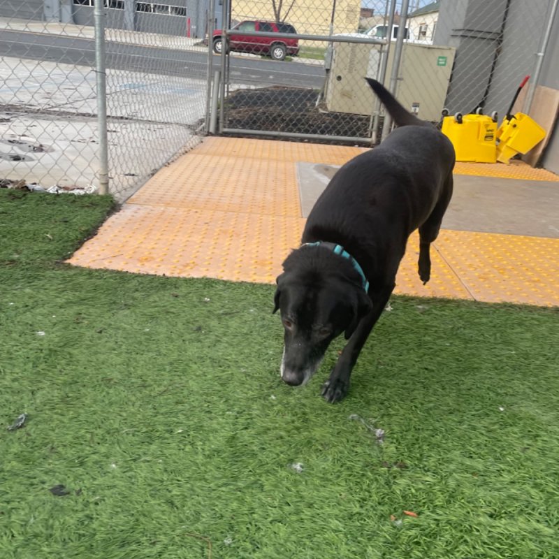 Four Paws Pet Hotel Paw Partner