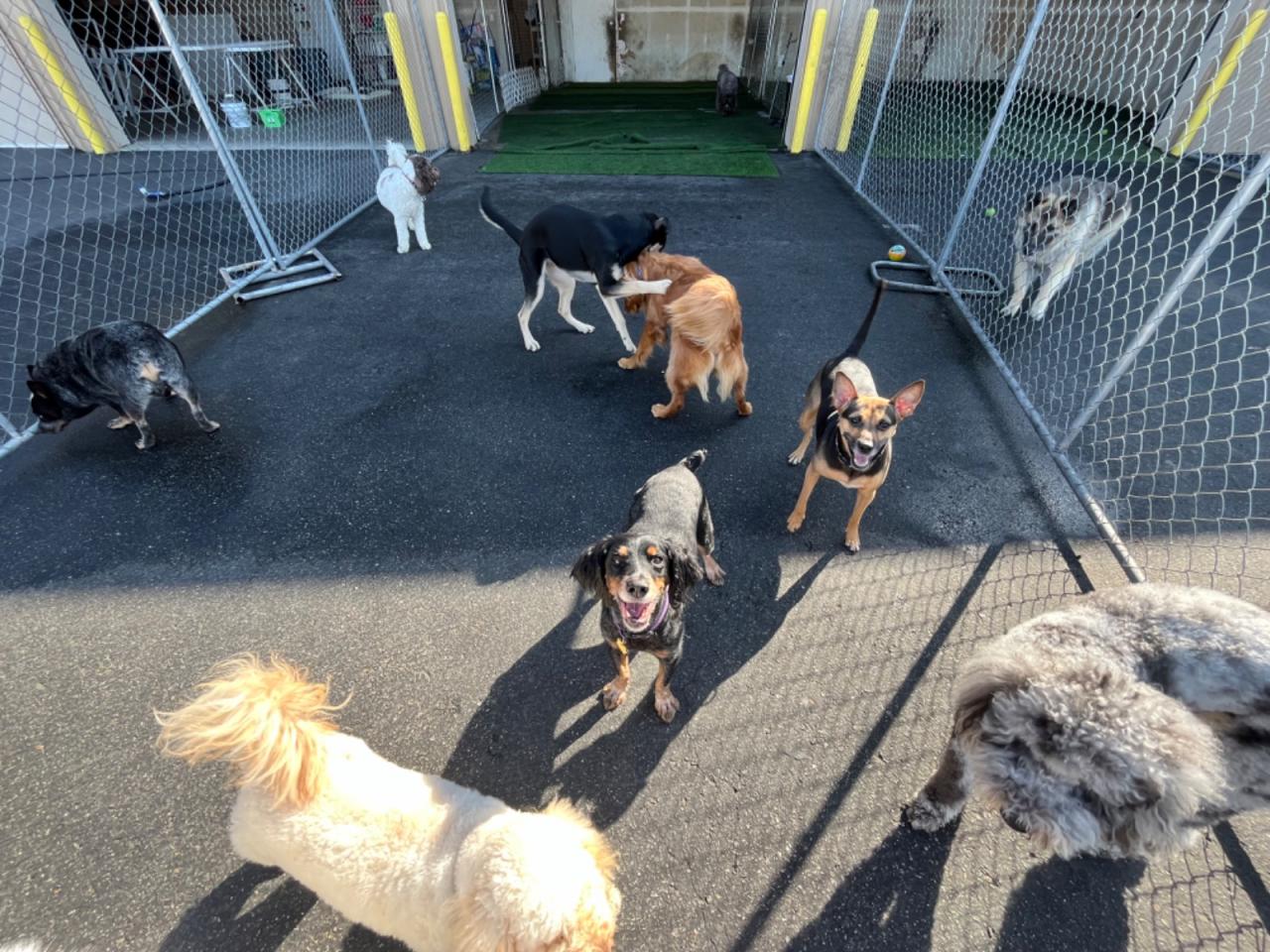 Paws And Claws Pet Resort Paw Partner Paws And Claws Pet Resort Paw Partner