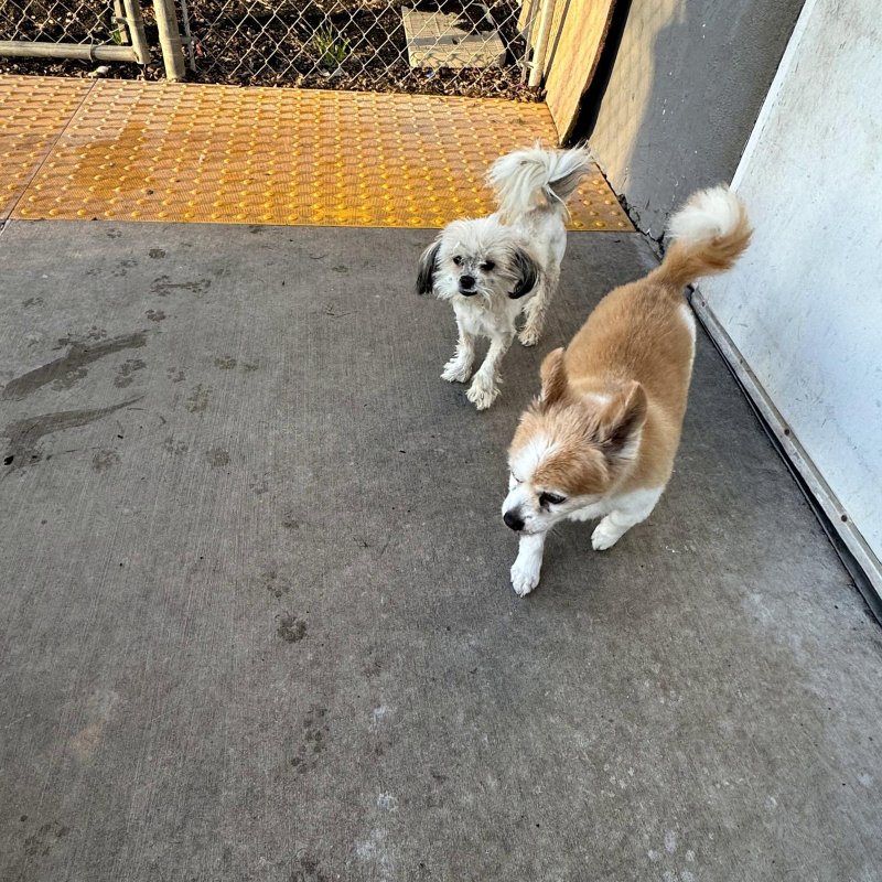 Four Paws Pet Hotel Paw Partner