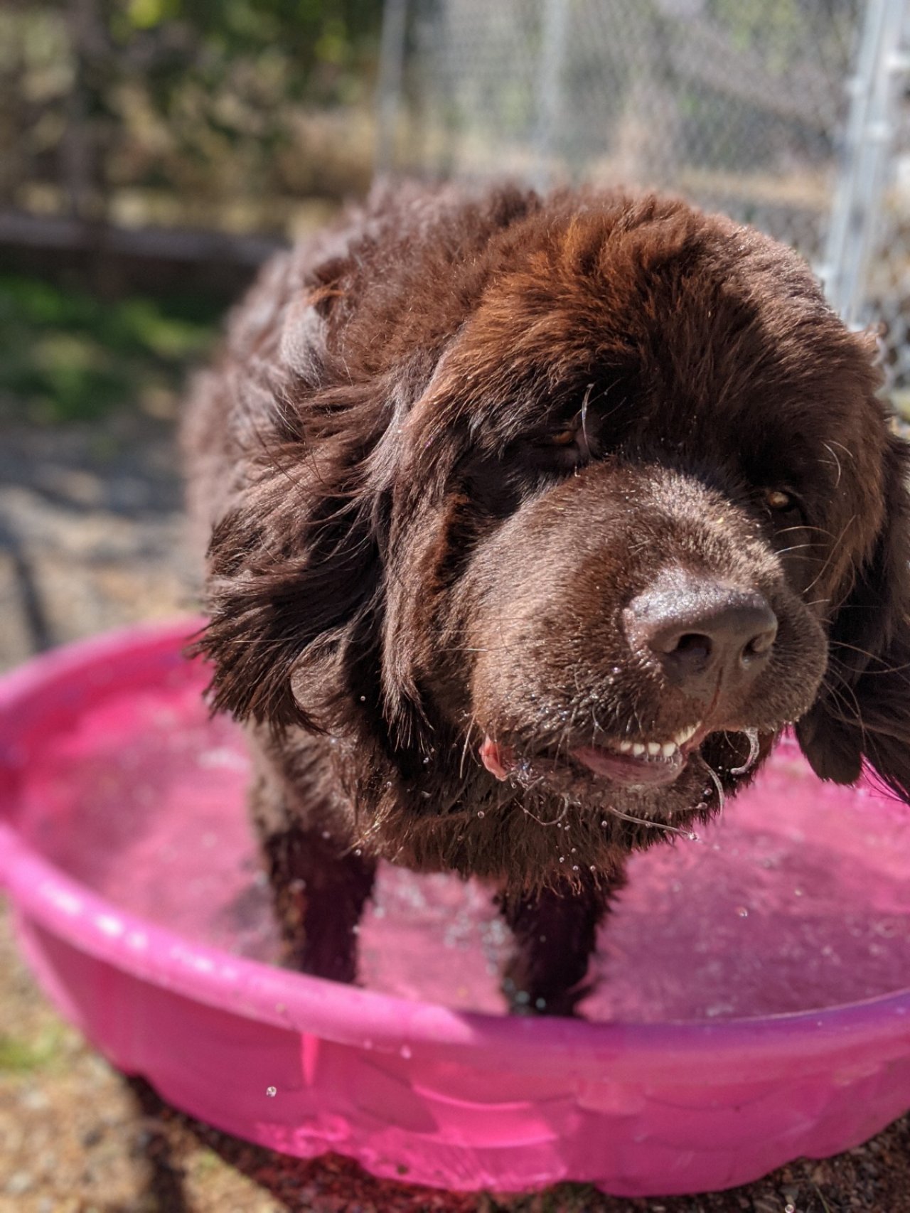 Centennial Kennels Paw Partner