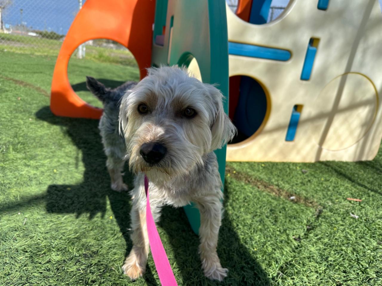 Four Paws Pet Hotel Paw Partner