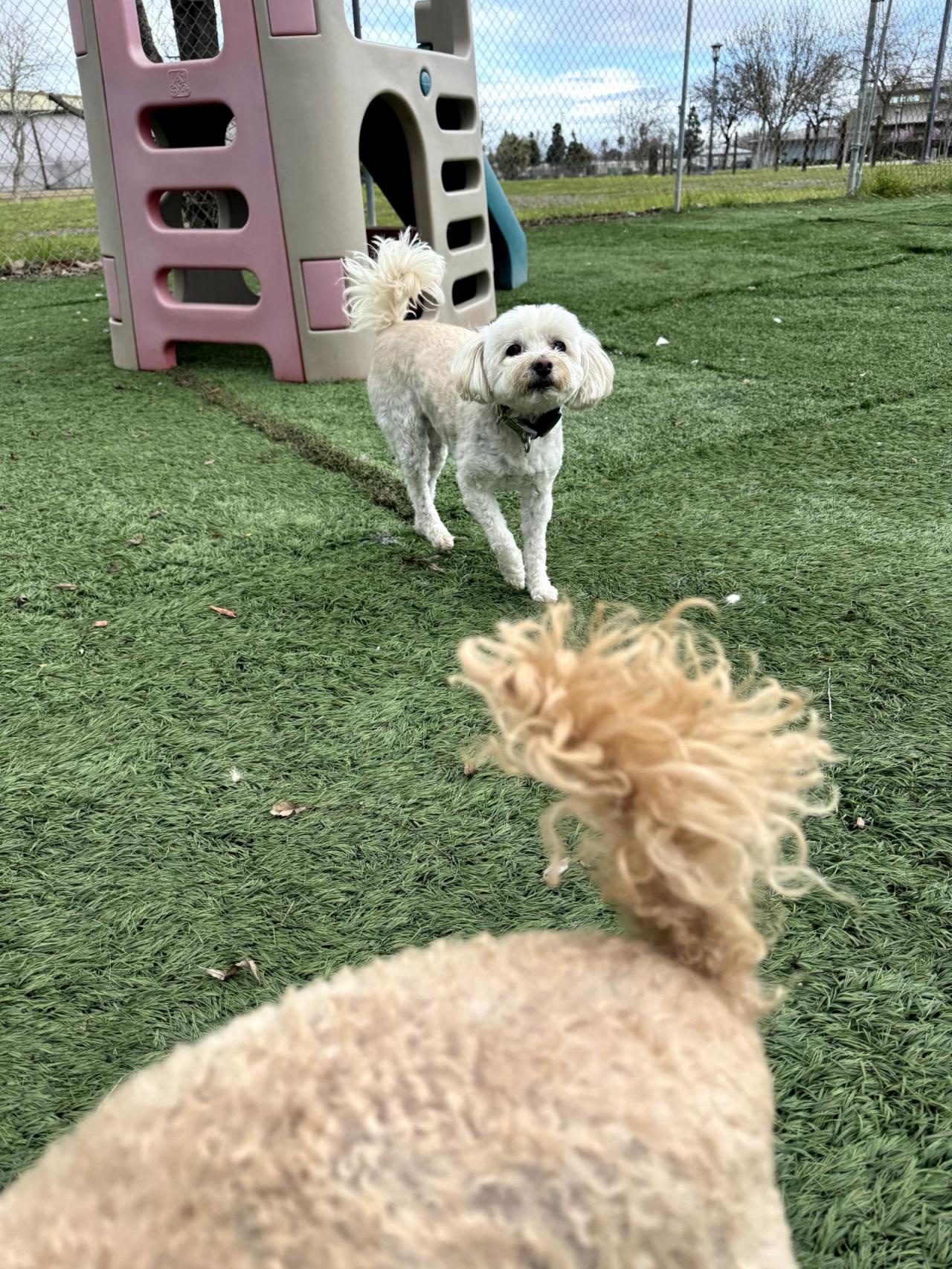 Four Paws Pet Hotel Paw Partner