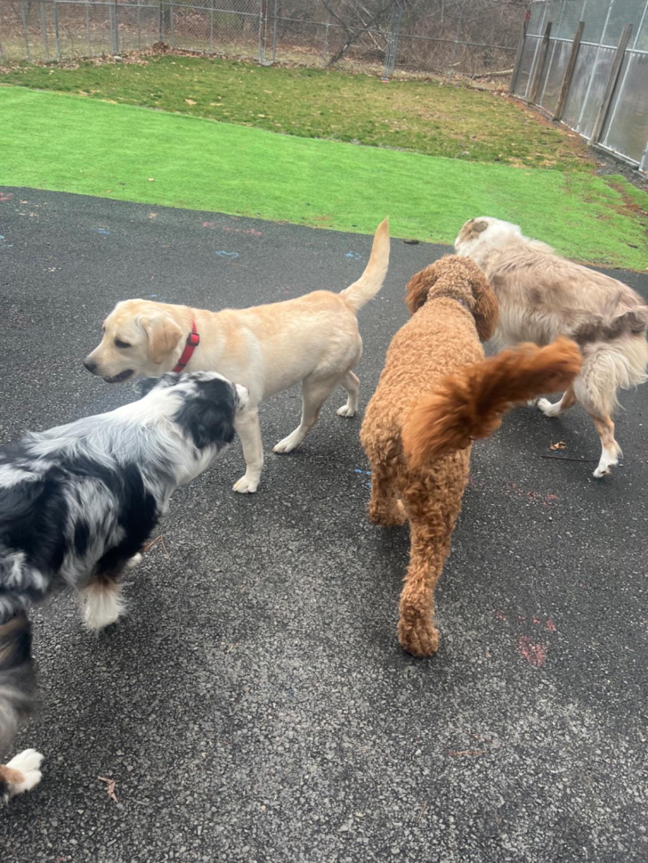 Pocono Bed & Biscuits Dog Hotel (Bushkill) Paw Partner