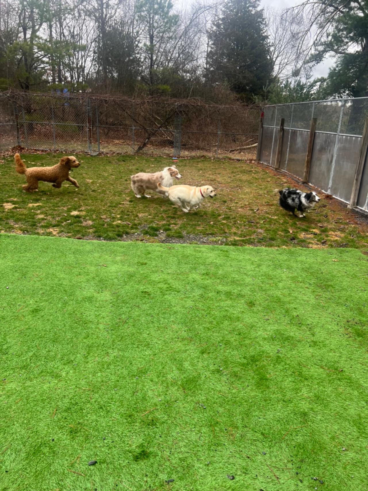 Pocono Bed & Biscuits Dog Hotel (Bushkill) Paw Partner