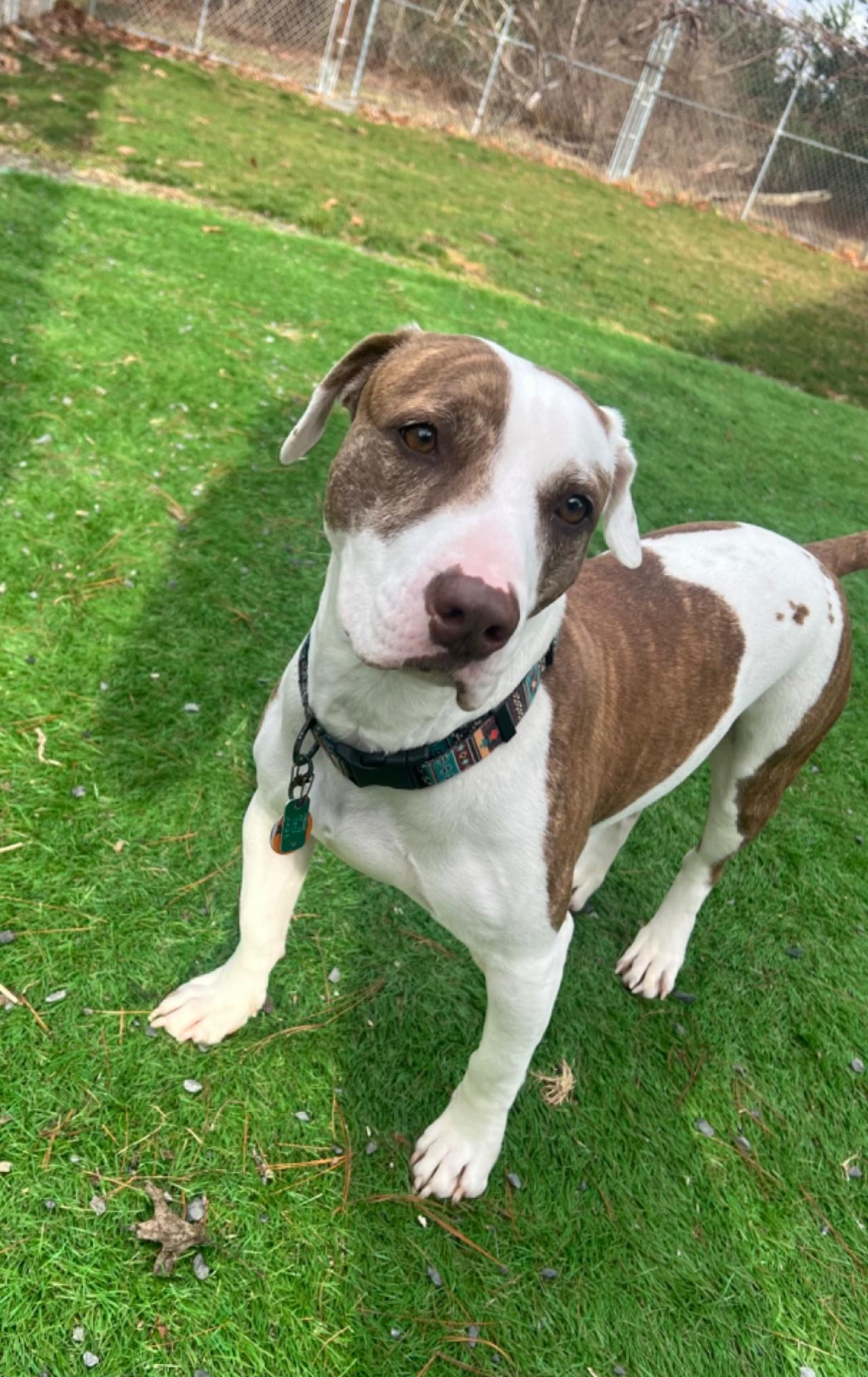 Pocono Bed & Biscuits Dog Hotel (Bushkill) Paw Partner