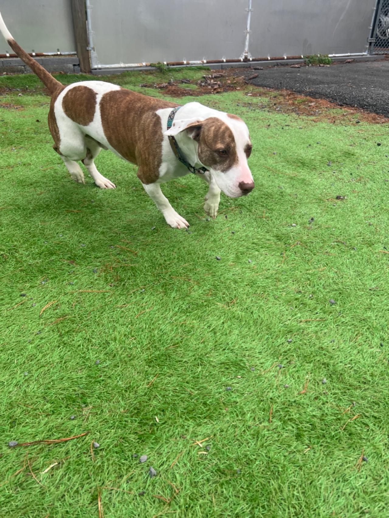 Pocono Bed & Biscuits Dog Hotel (Bushkill) Paw Partner