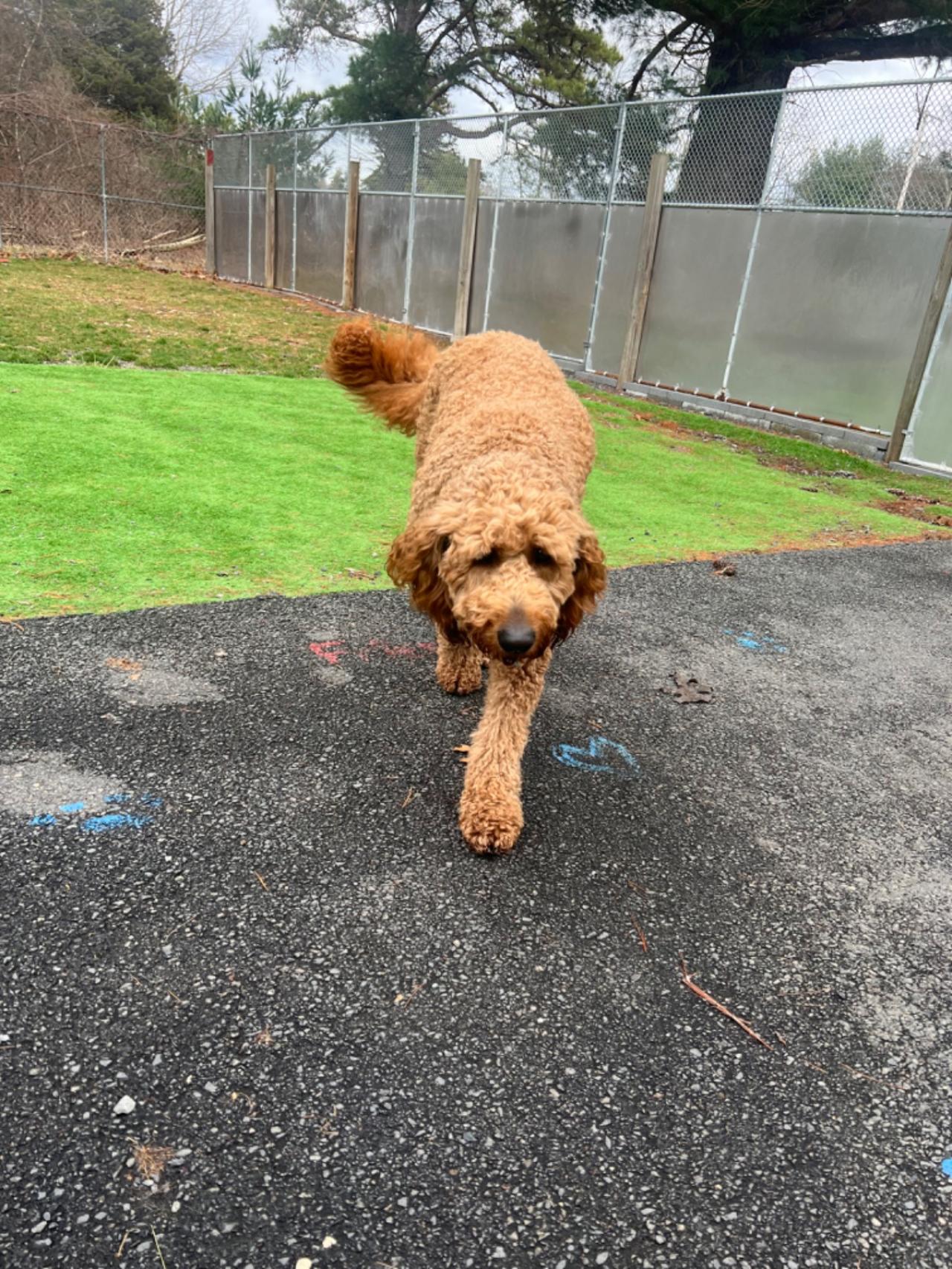 Pocono Bed & Biscuits Dog Hotel (Bushkill) Paw Partner