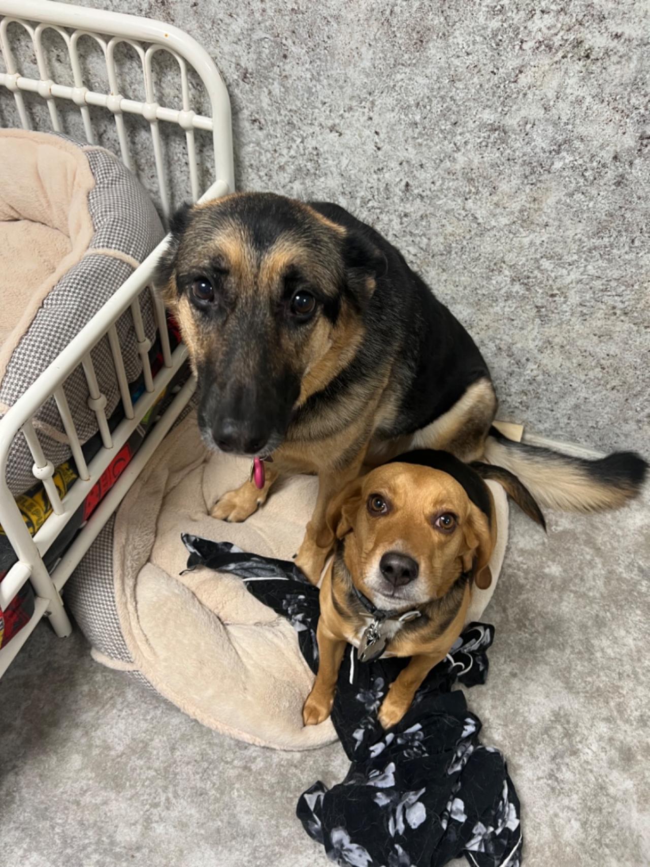 Pocono Bed & Biscuits Dog Hotel (Bushkill) Paw Partner