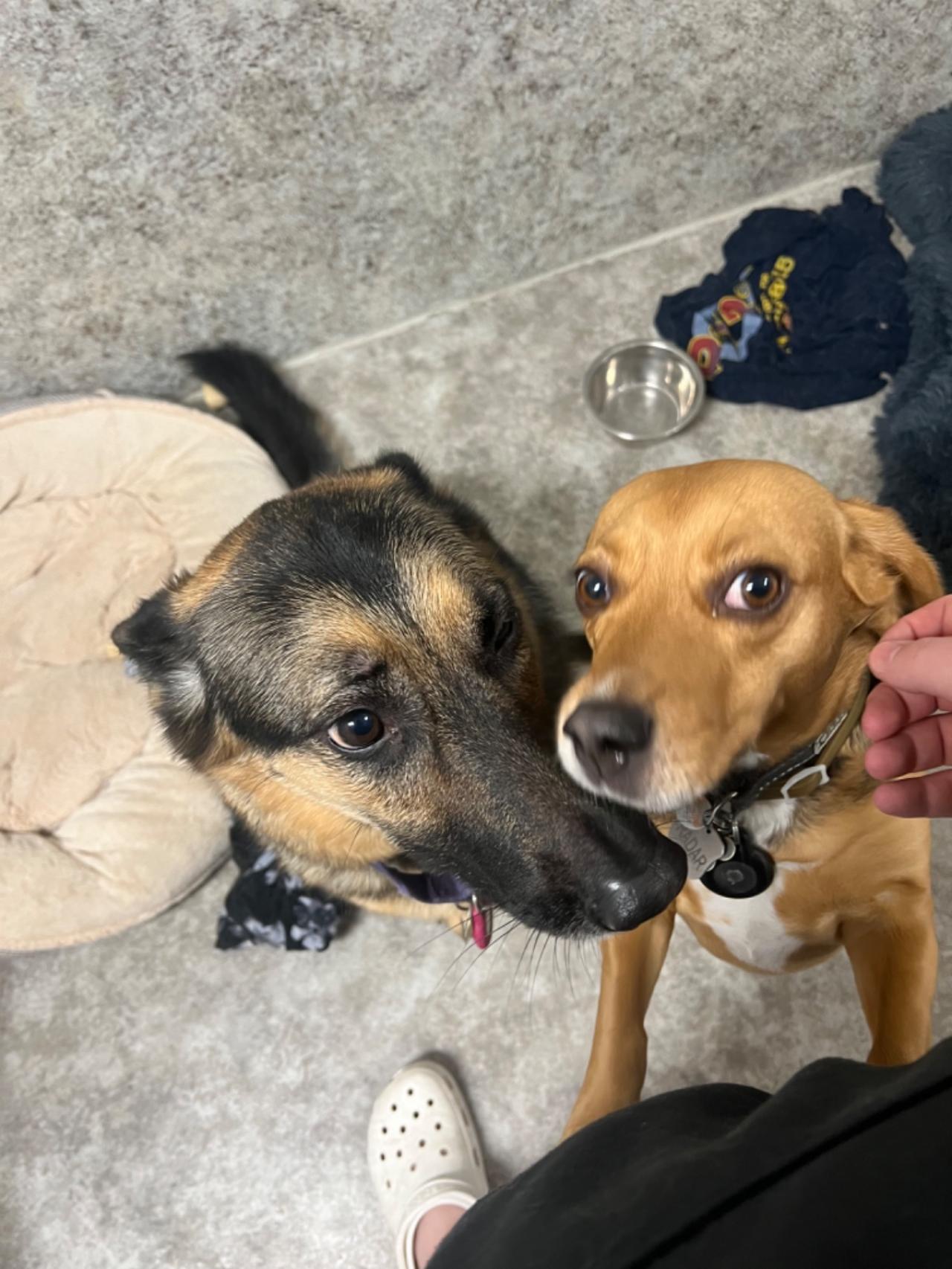 Pocono Bed & Biscuits Dog Hotel (Bushkill) Paw Partner