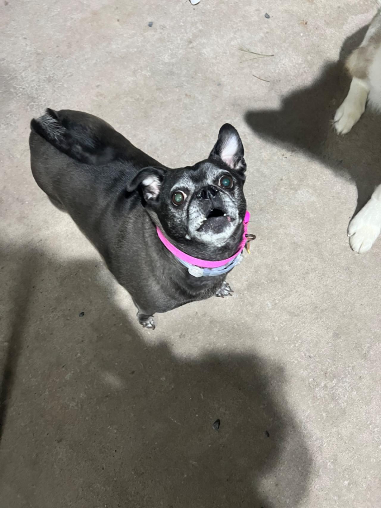 Pocono Bed & Biscuits Dog Hotel (Bushkill) Paw Partner