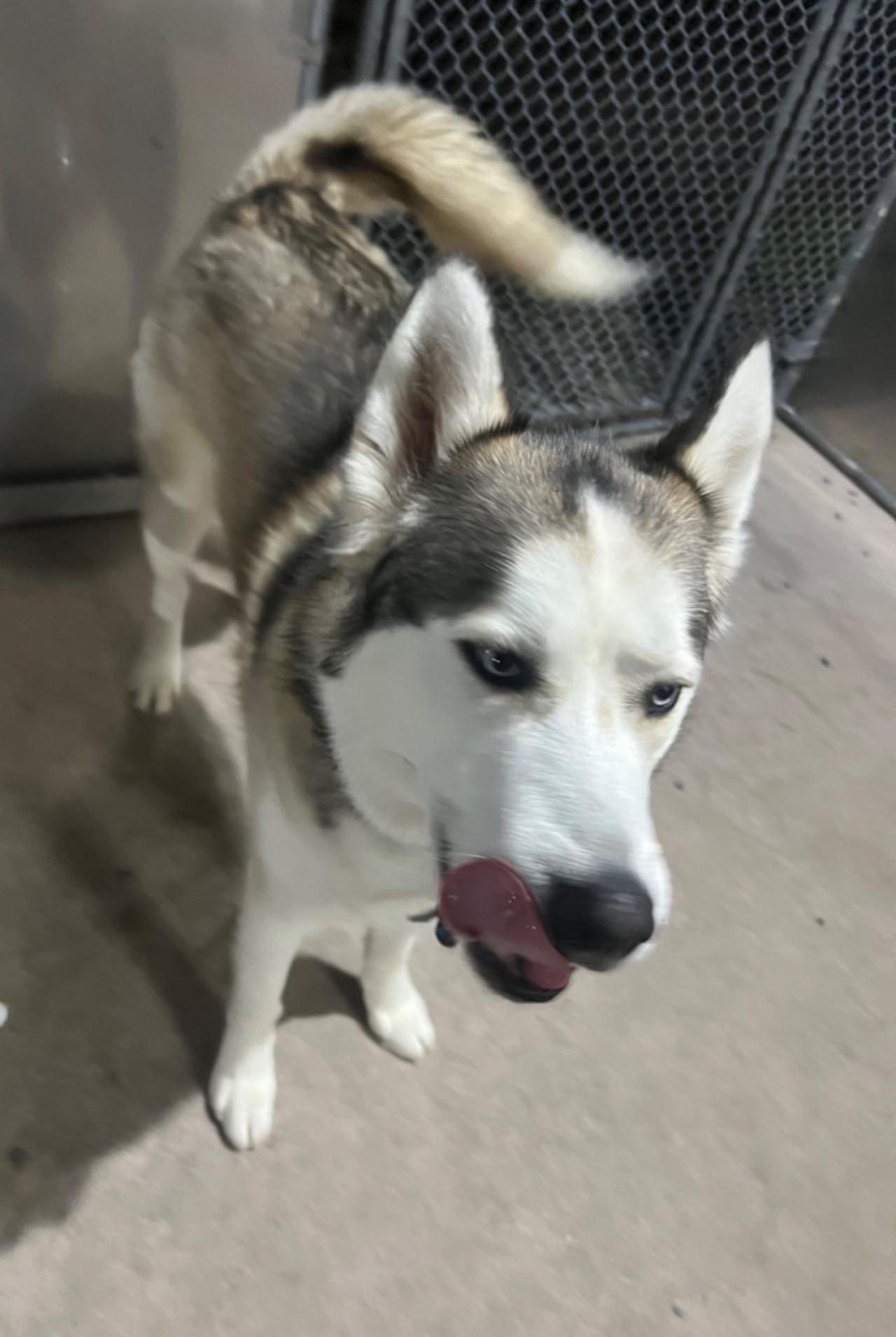 Pocono Bed & Biscuits Dog Hotel (Bushkill) Paw Partner