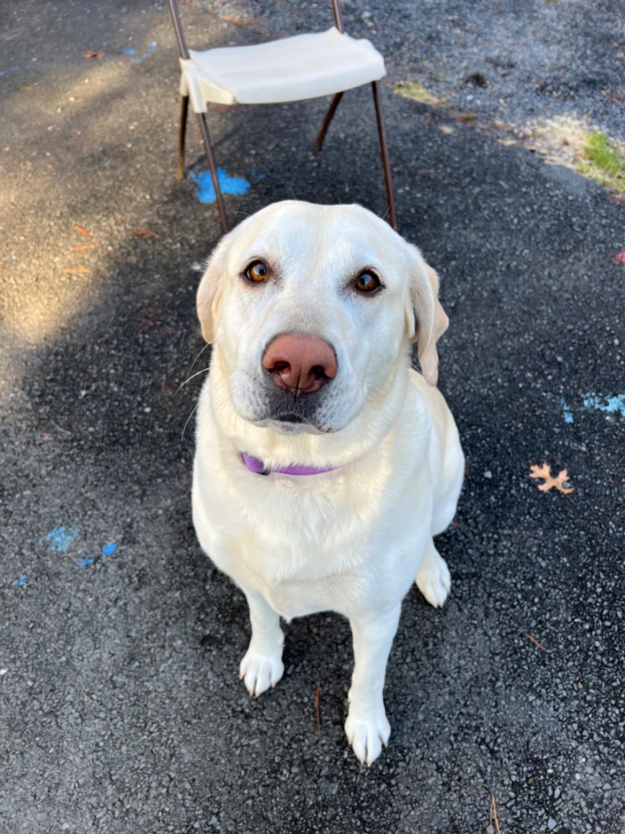 Pocono Bed & Biscuits Dog Hotel (Bushkill) Paw Partner
