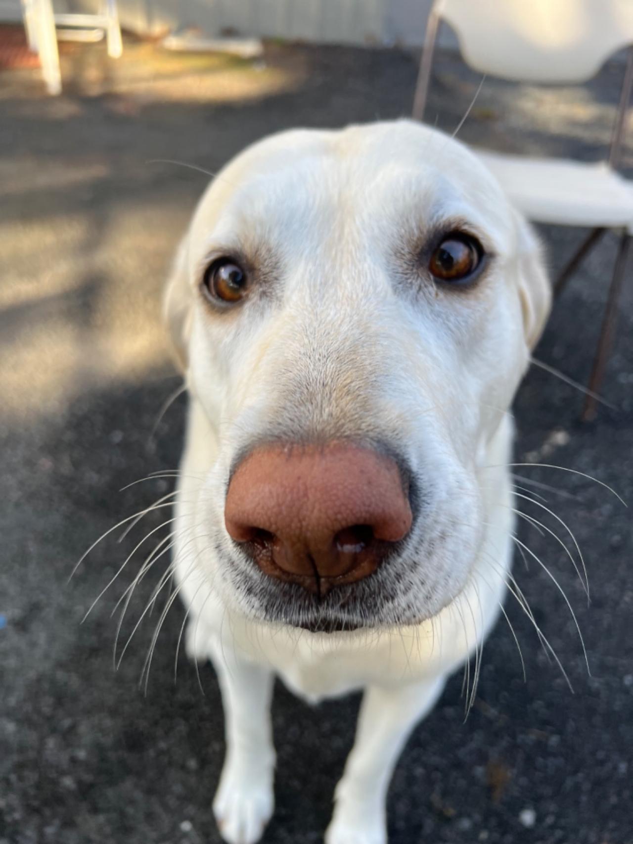 Pocono Bed & Biscuits Dog Hotel (Bushkill) Paw Partner