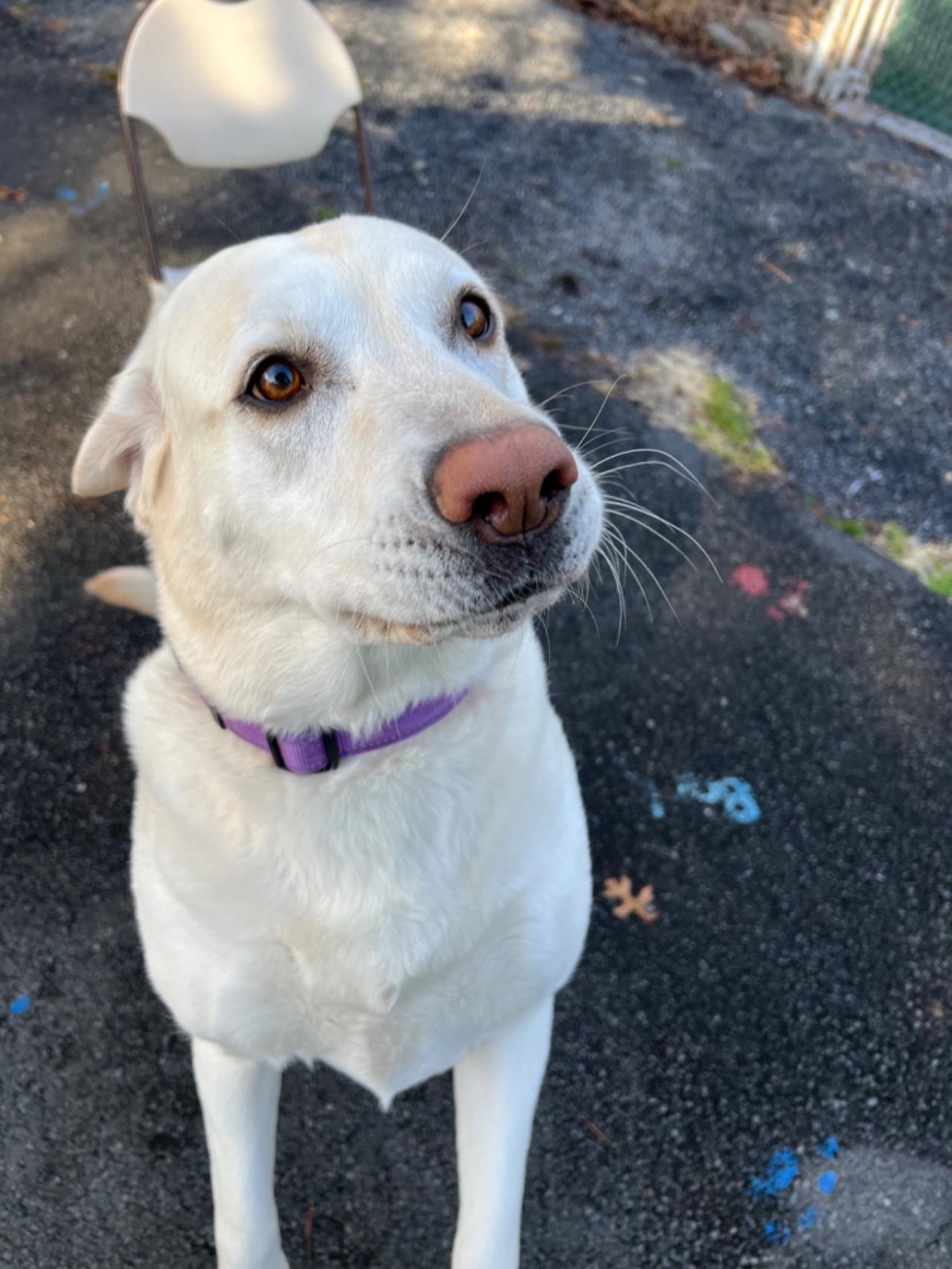 Pocono Bed & Biscuits Dog Hotel (Bushkill) Paw Partner