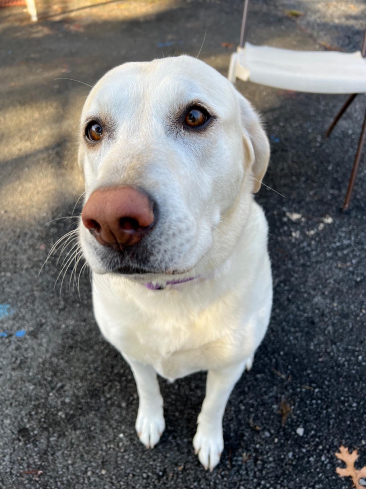 Pocono Bed & Biscuits Dog Hotel (Bushkill) Paw Partner