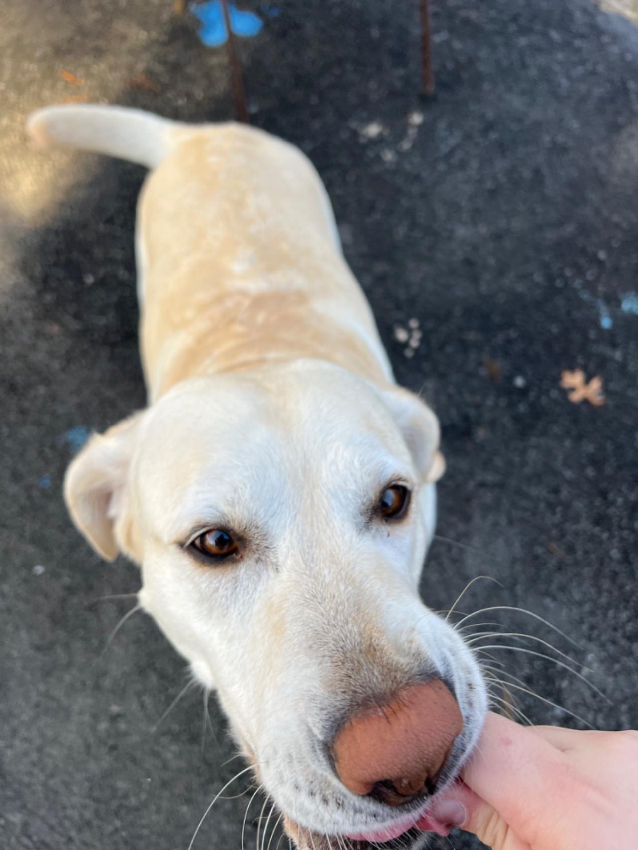 Pocono Bed & Biscuits Dog Hotel (Bushkill) Paw Partner