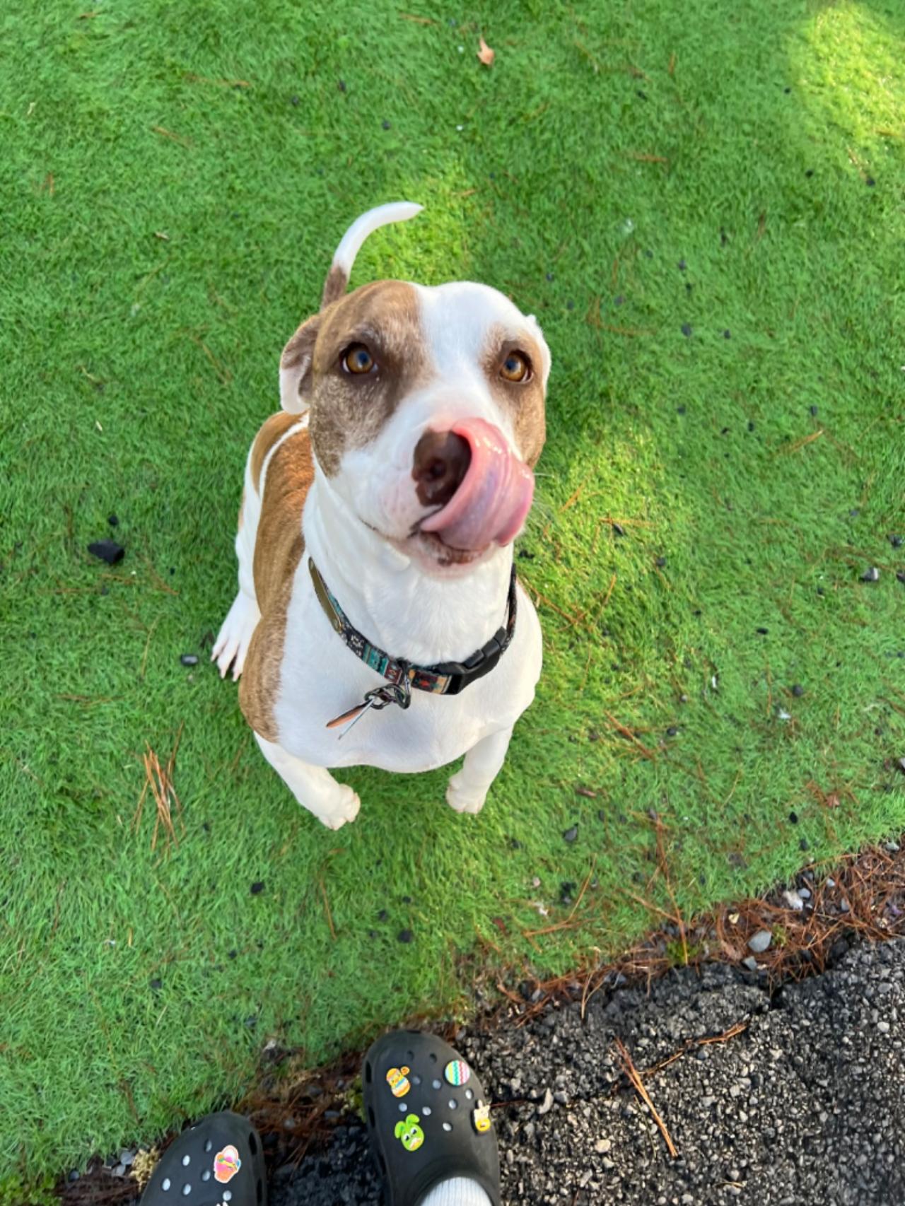 Pocono Bed & Biscuits Dog Hotel (Bushkill) Paw Partner