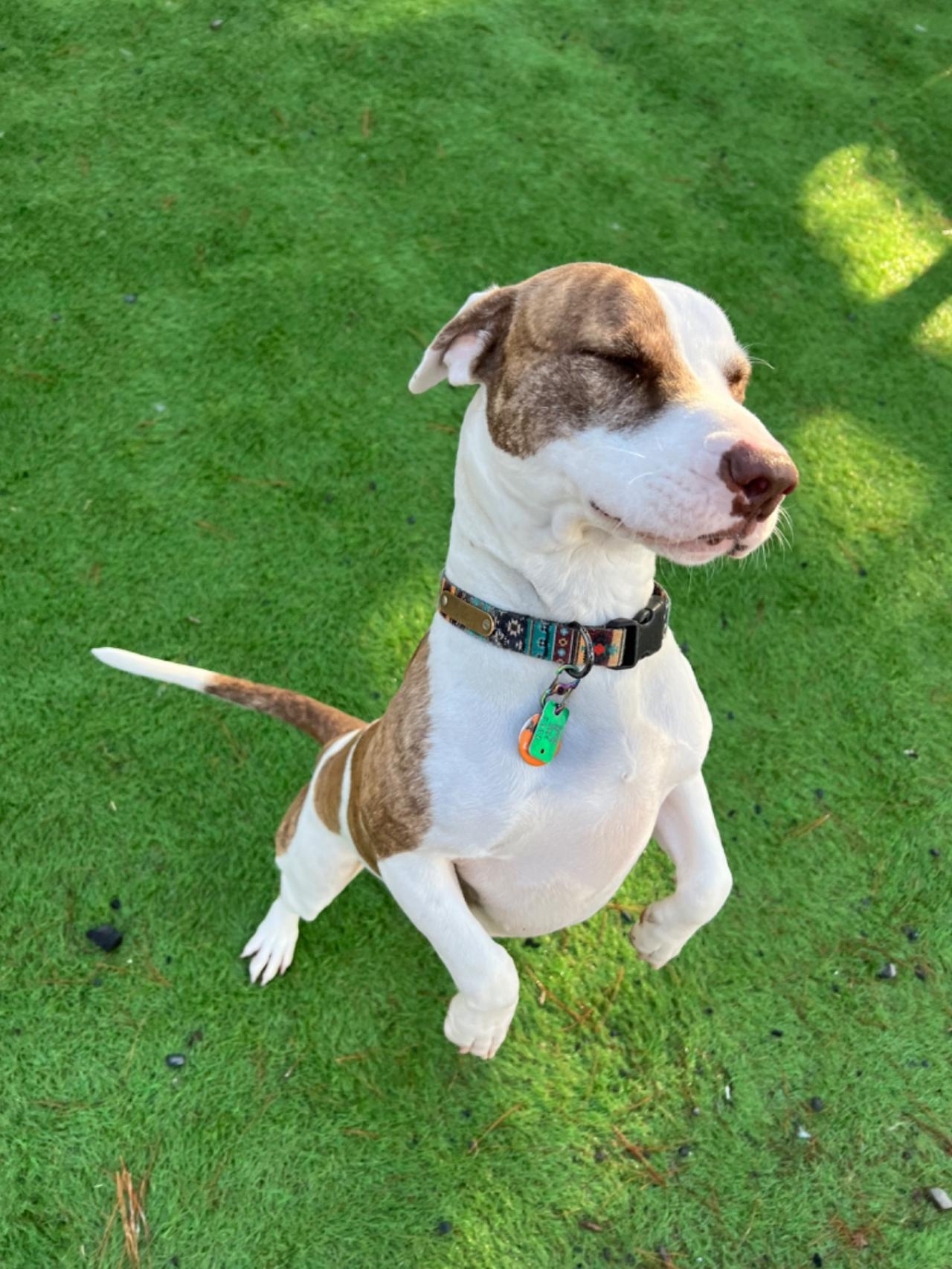 Pocono Bed & Biscuits Dog Hotel (Bushkill) Paw Partner