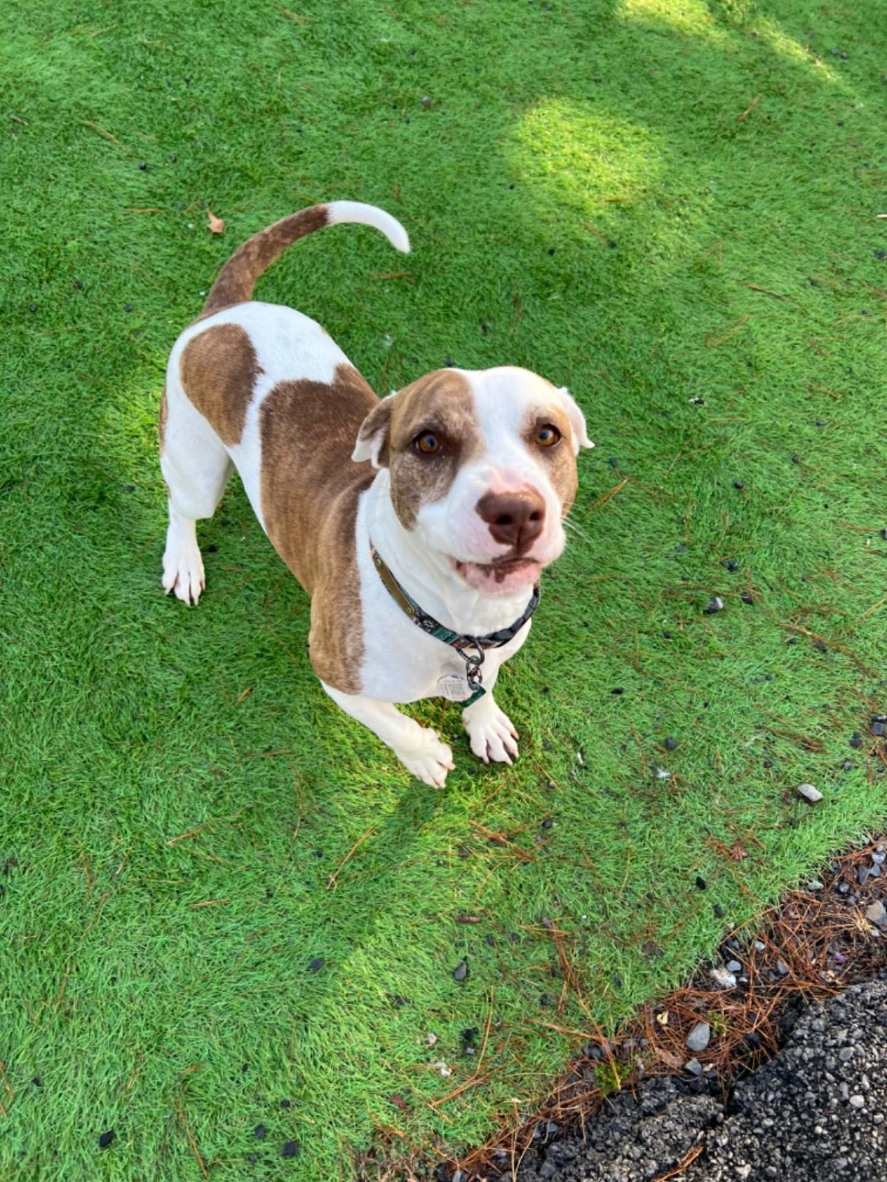 Pocono Bed & Biscuits Dog Hotel (Bushkill) Paw Partner