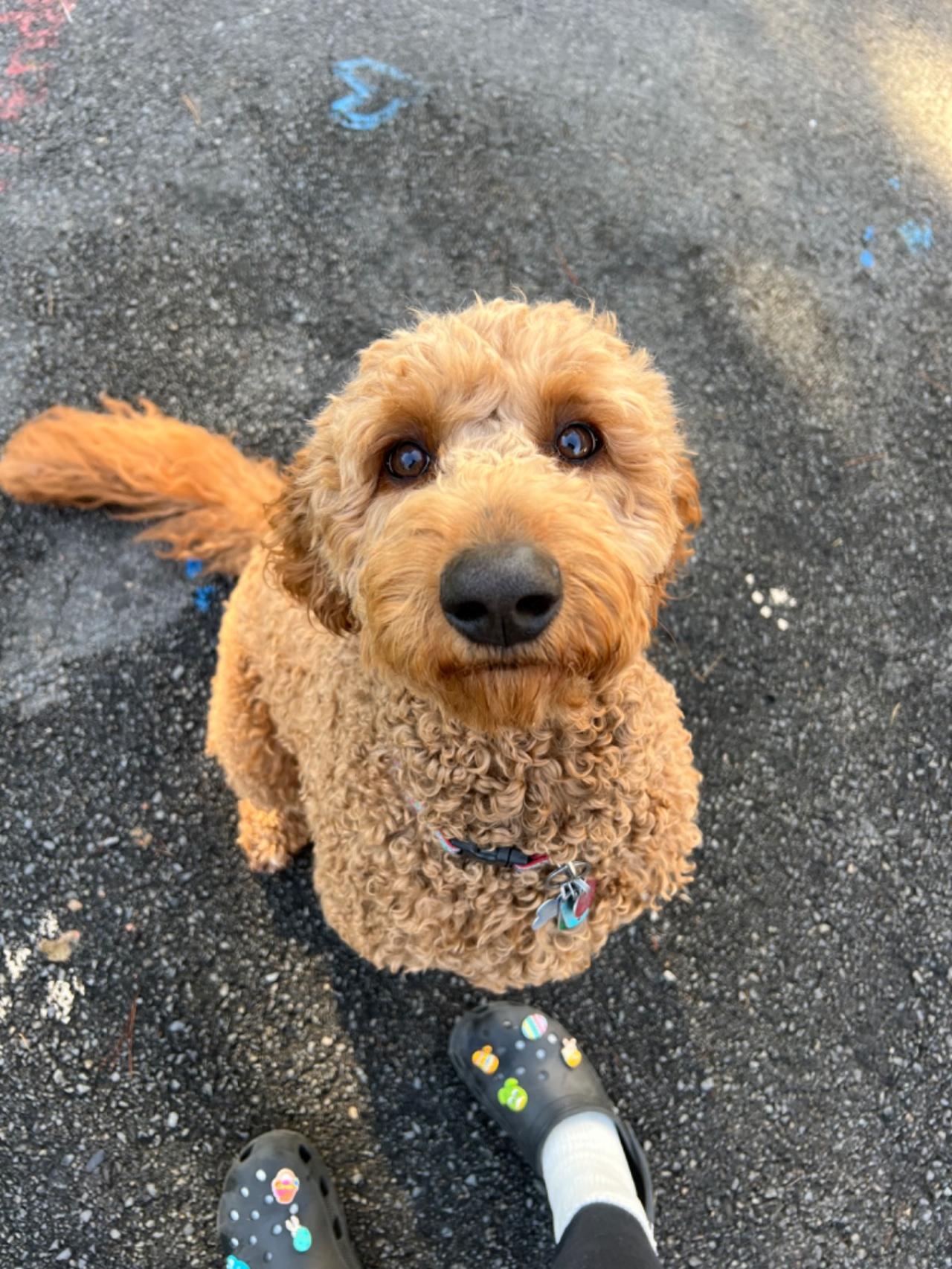 Pocono Bed & Biscuits Dog Hotel (Bushkill) Paw Partner