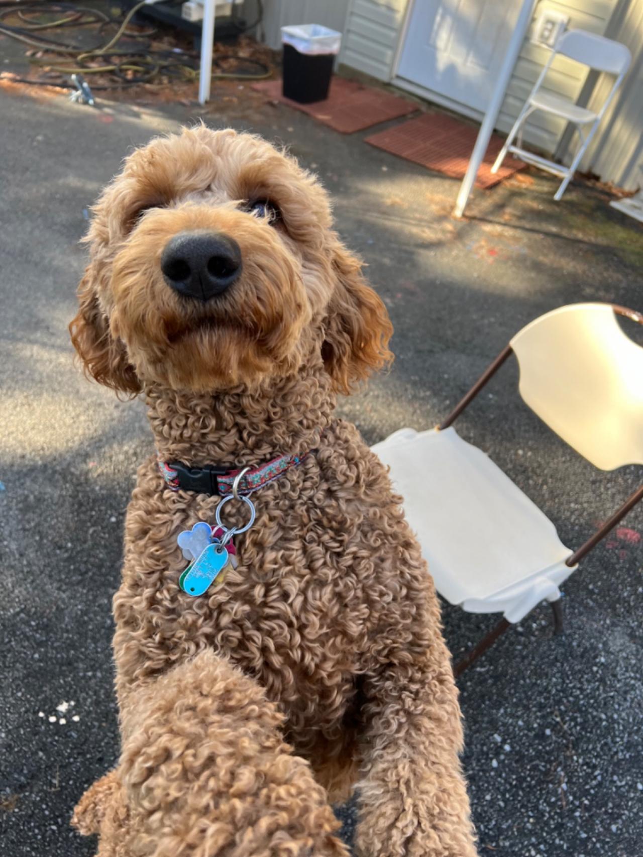 Pocono Bed & Biscuits Dog Hotel (Bushkill) Paw Partner