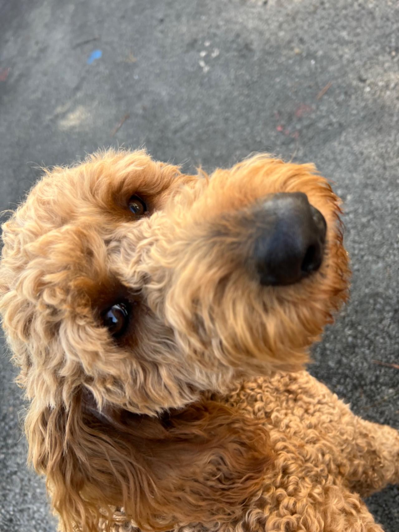 Pocono Bed & Biscuits Dog Hotel (Bushkill) Paw Partner