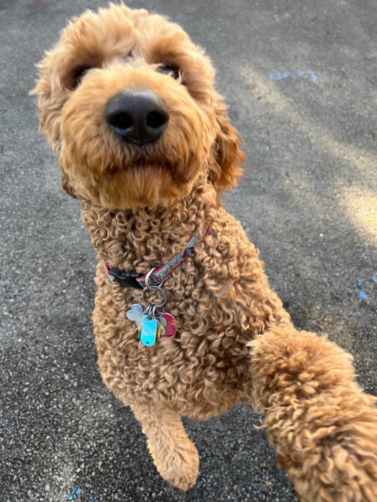 Pocono Bed & Biscuits Dog Hotel (Bushkill) Paw Partner