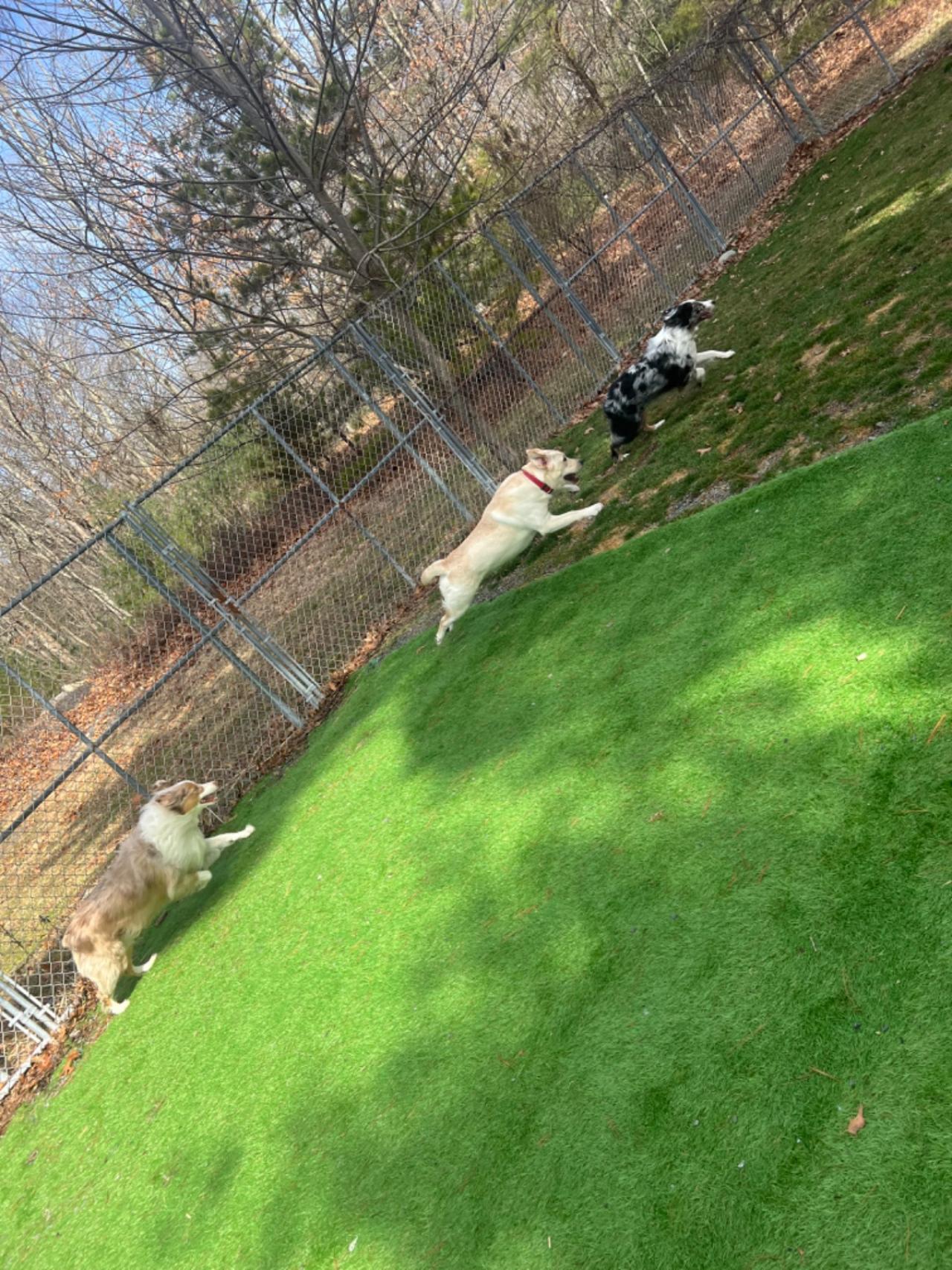 Pocono Bed & Biscuits Dog Hotel (Bushkill) Paw Partner