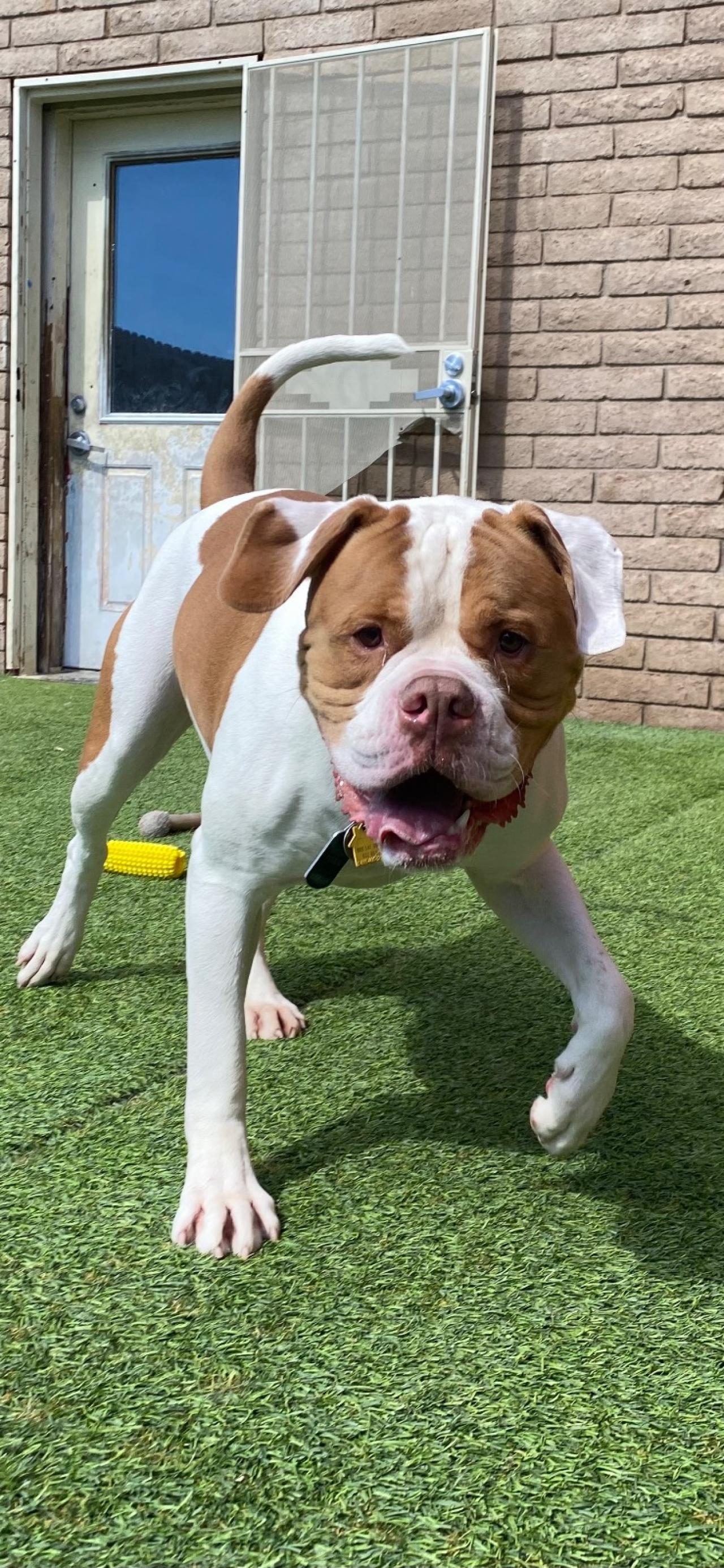 Paddock's Paws Pet Care And Training Paw Partner