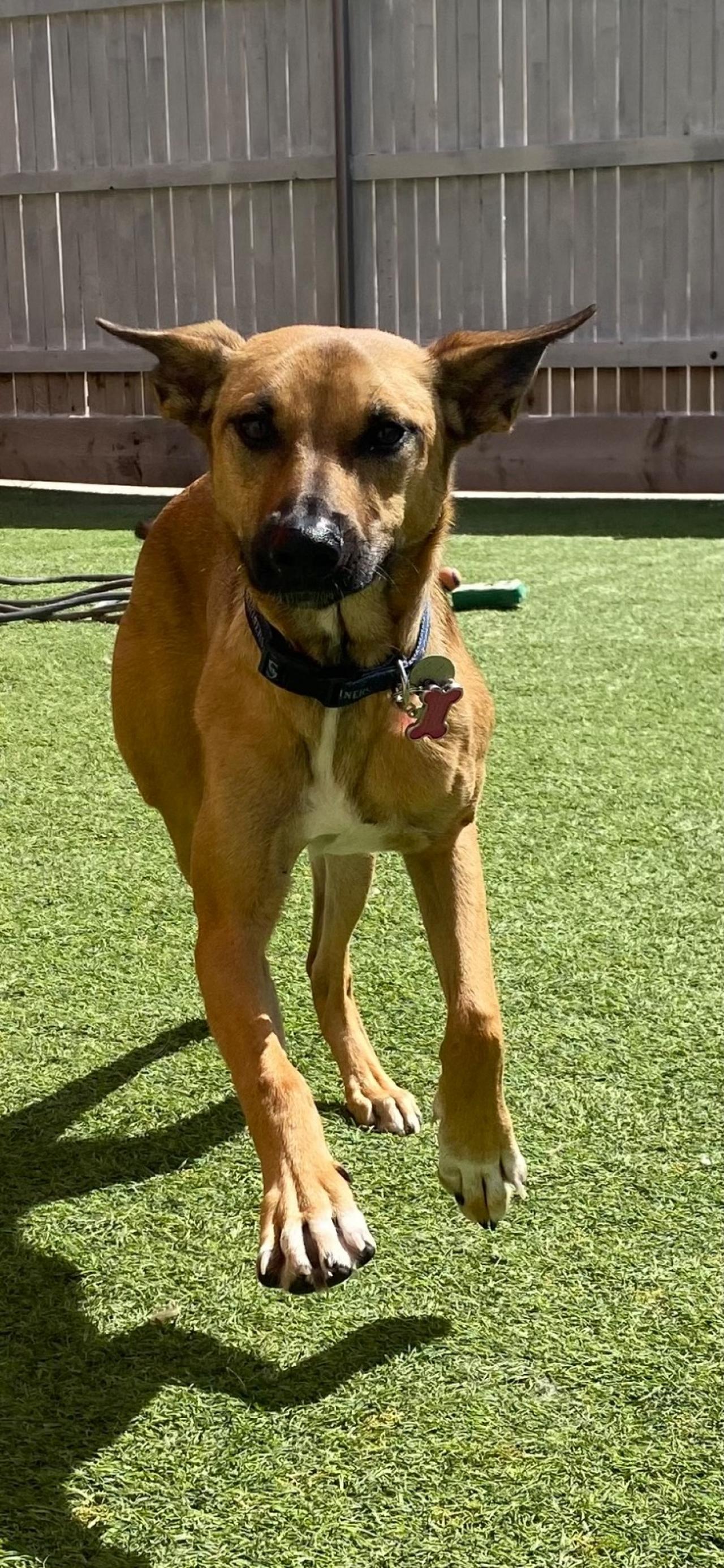 Paddock's Paws Pet Care And Training Paw Partner