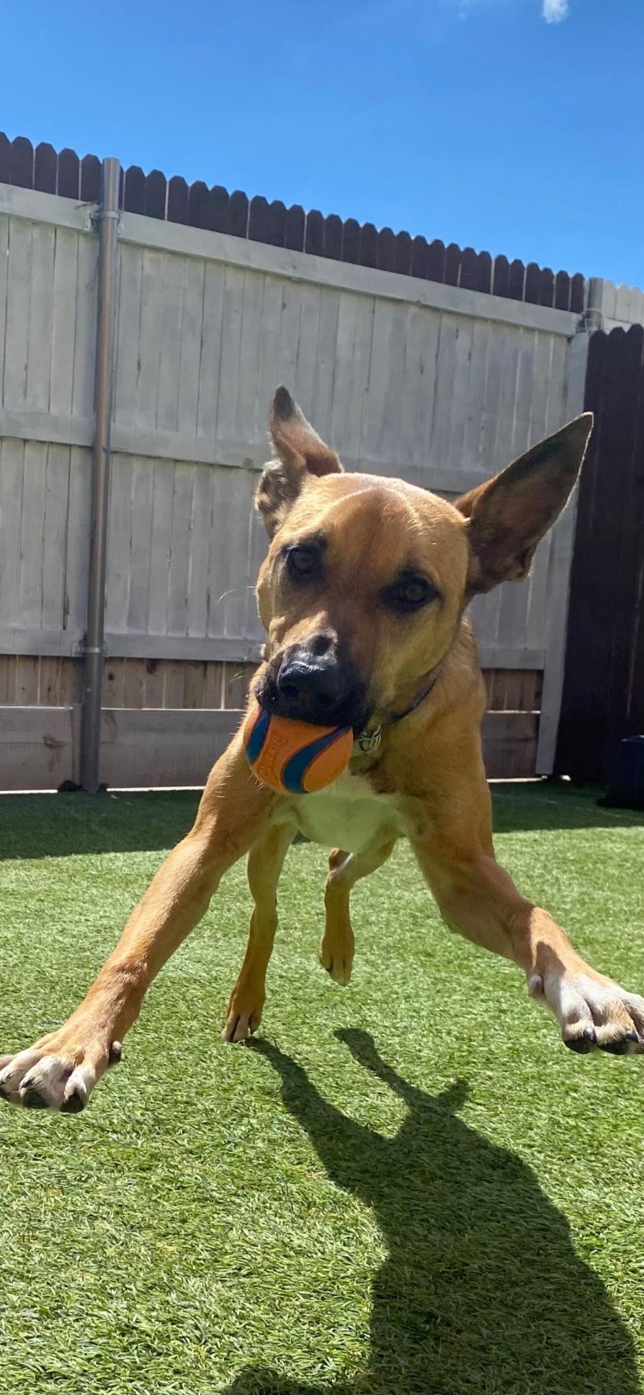 Paddock's Paws Pet Care And Training Paw Partner