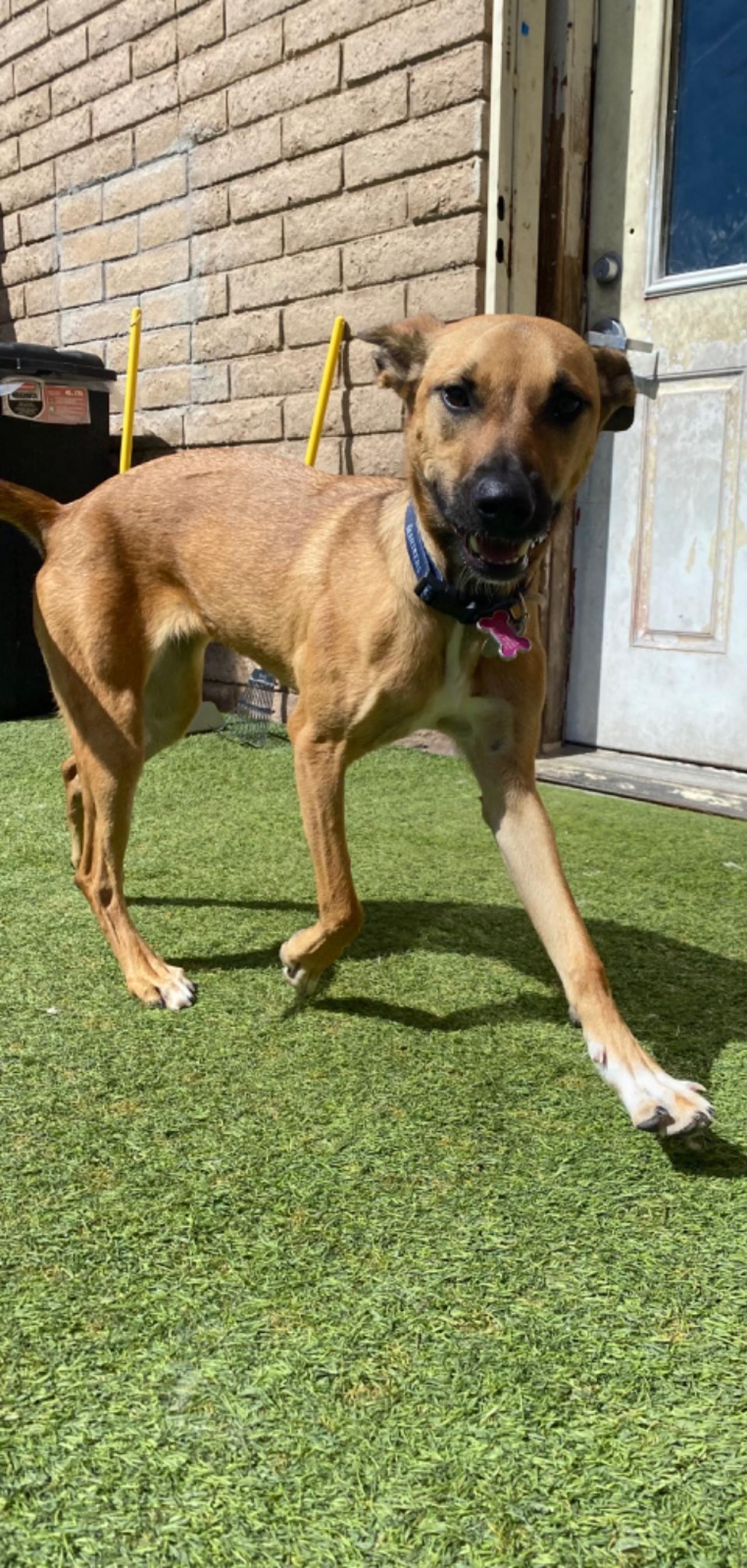 Paddock's Paws Pet Care And Training Paw Partner