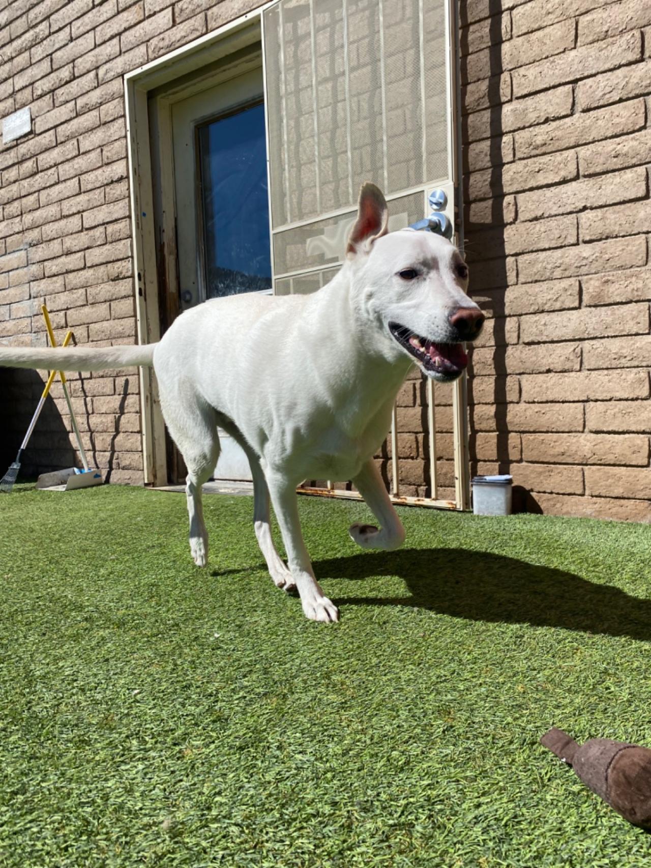 Paddock's Paws Pet Care And Training Paw Partner