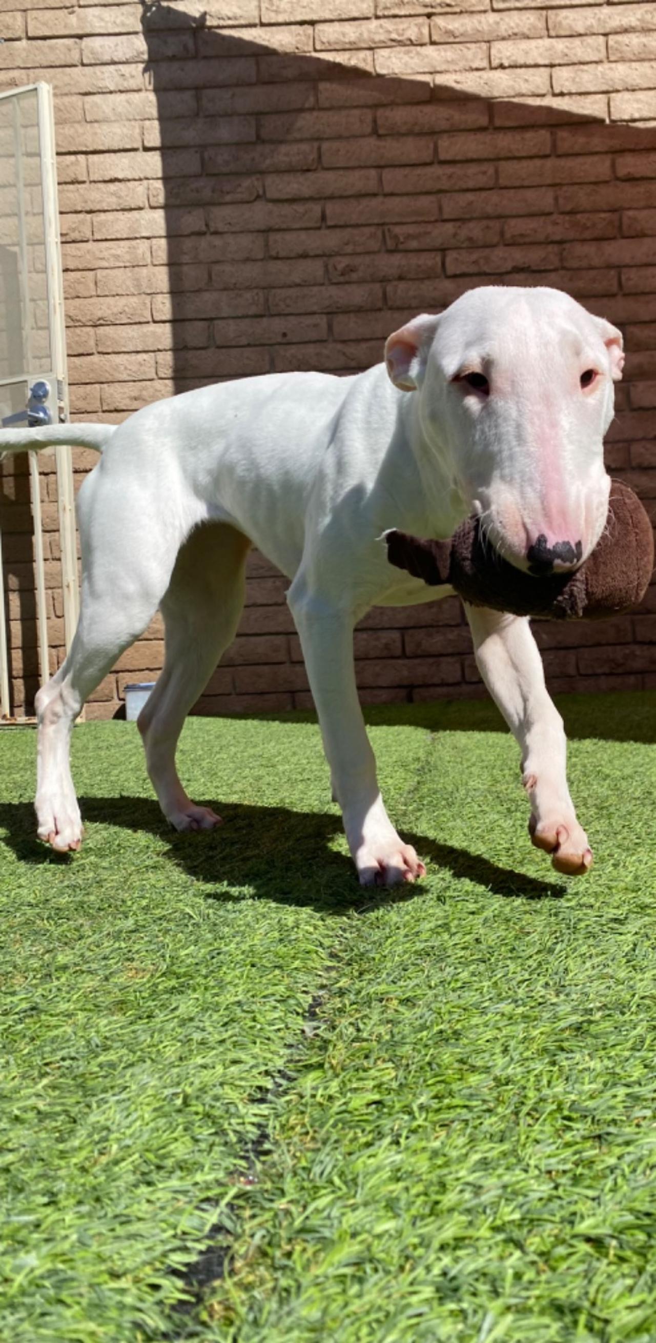 Paddock's Paws Pet Care And Training Paw Partner