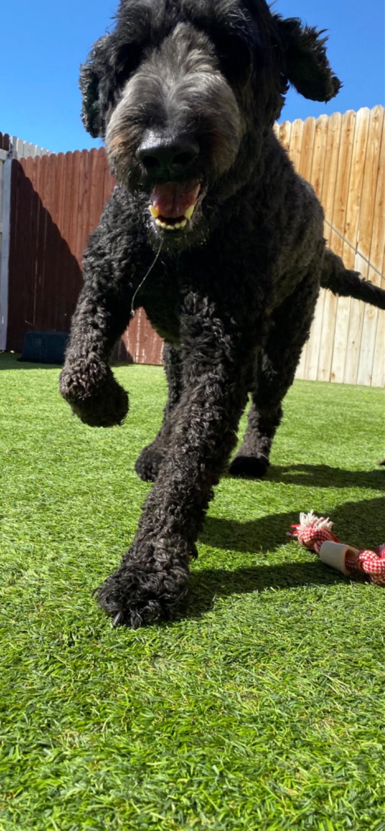 Paddock's Paws Pet Care And Training Paw Partner