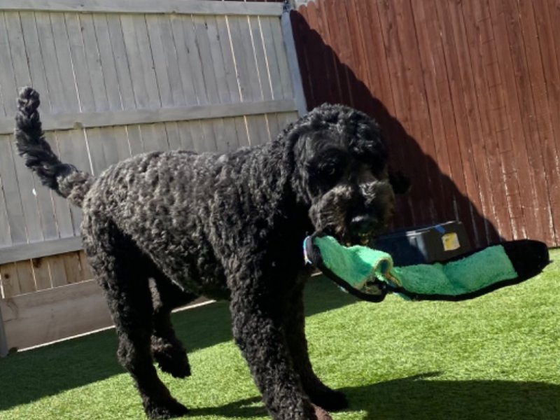 Paddock's Paws Pet Care And Training Paw Partner