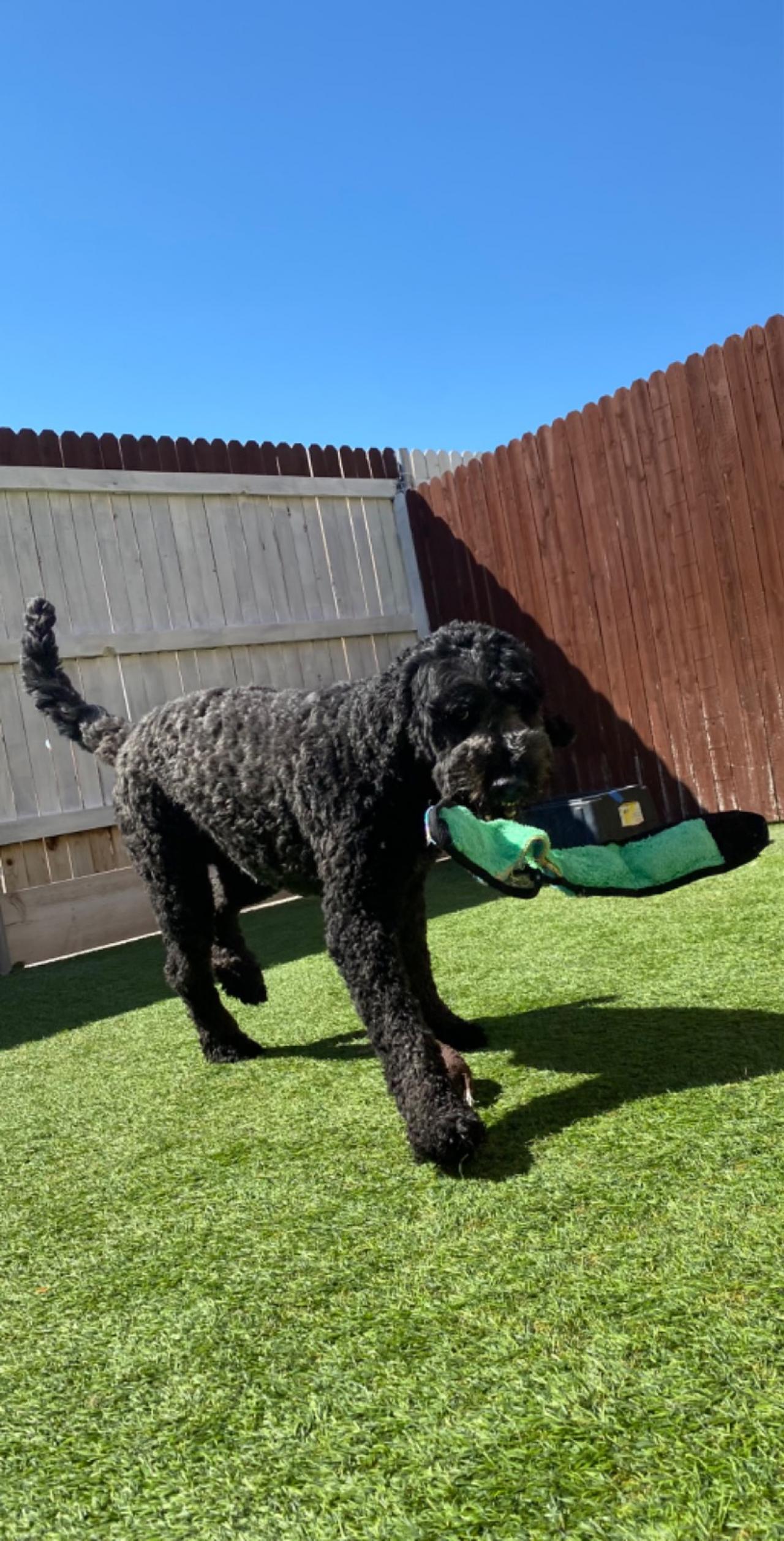 Paddock's Paws Pet Care And Training Paw Partner