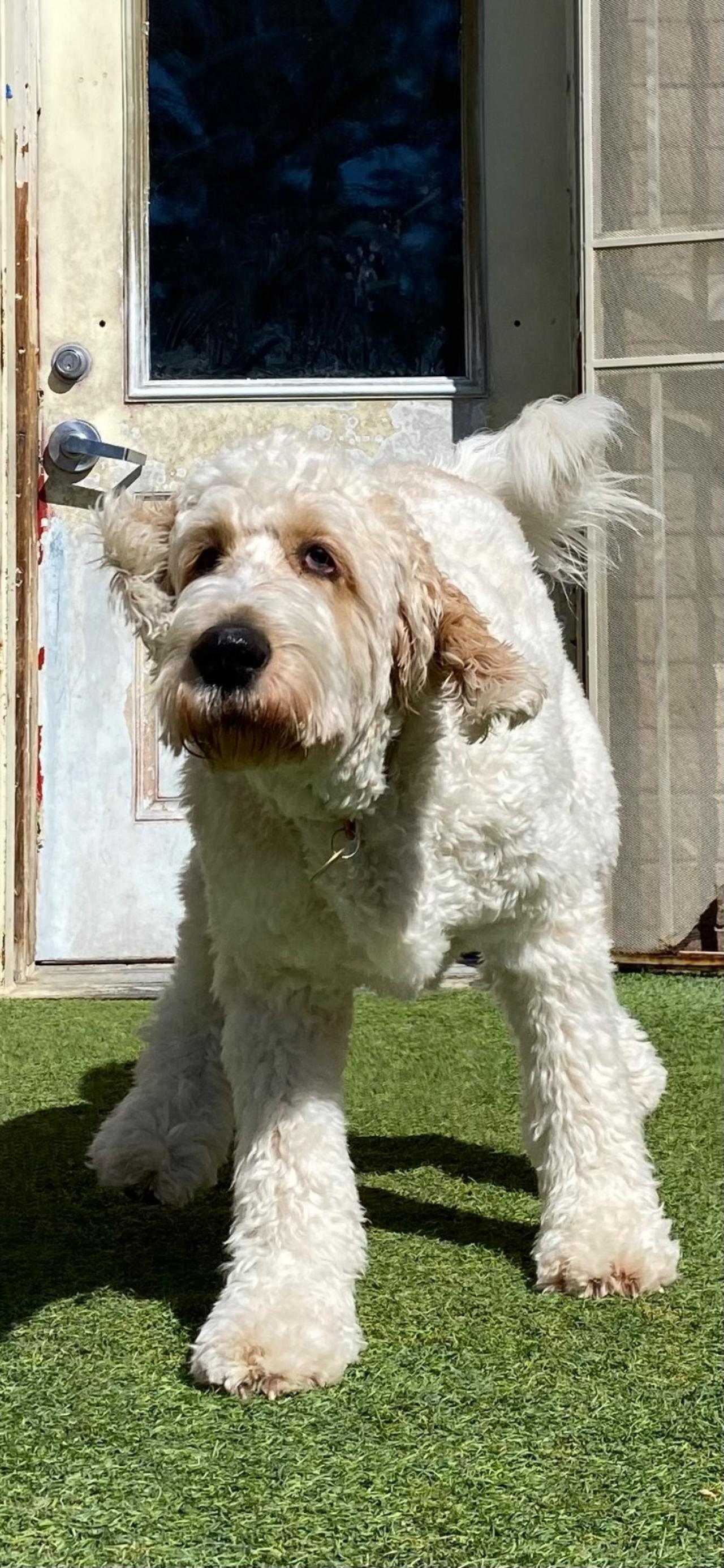 Paddock's Paws Pet Care And Training Paw Partner