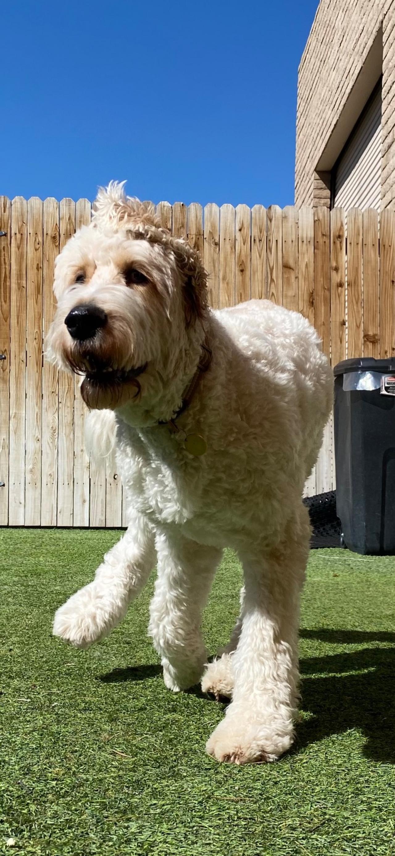 Paddock's Paws Pet Care And Training Paw Partner