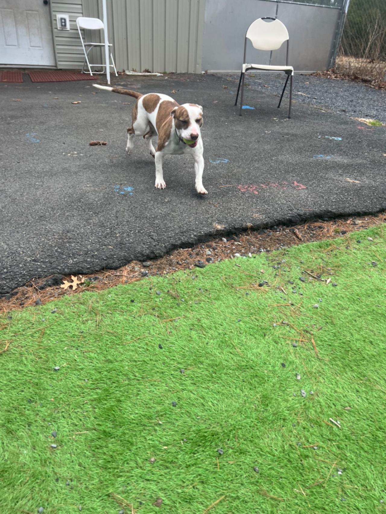 Pocono Bed & Biscuits Dog Hotel (Bushkill) Paw Partner