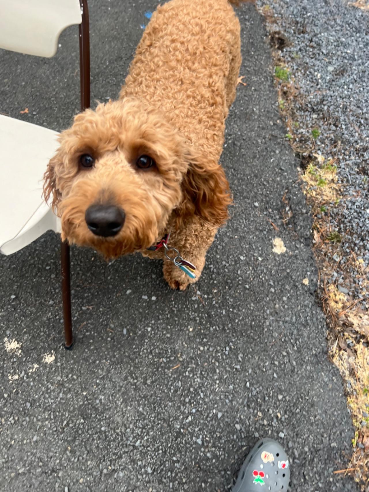 Pocono Bed & Biscuits Dog Hotel (Bushkill) Paw Partner