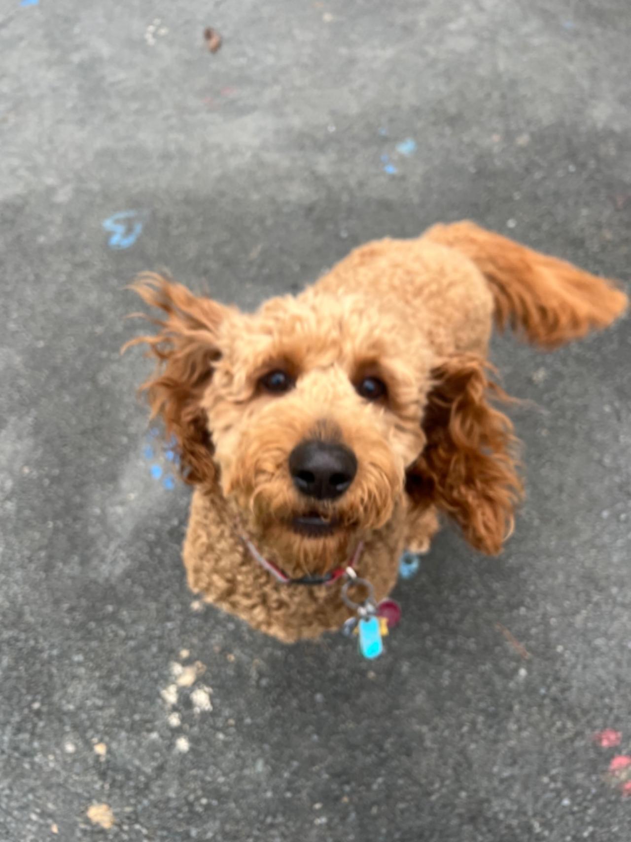 Pocono Bed & Biscuits Dog Hotel (Bushkill) Paw Partner